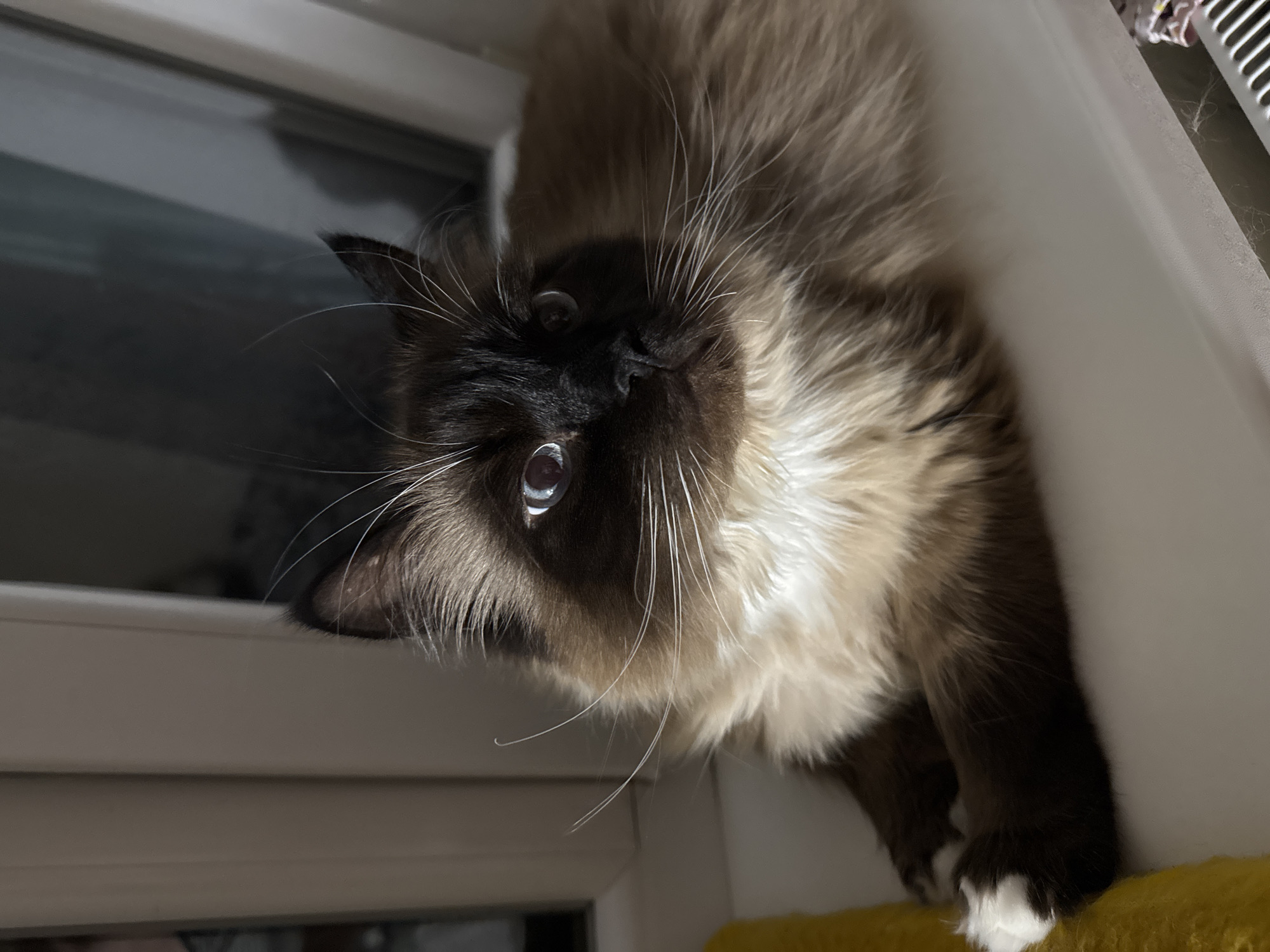 A fluffy Siamese cat with blue eyes is lying on a windowsill. The cat has dark brown points on its face and ears, with a lighter cream-colored body and chest. Its front paws are resting on the windowsill, with one paw visible in the foreground, showing white paws. The cat is looking slightly to the right of the camera. The background is blurred, with a window and a hint of the outdoors visible. The lighting suggests it may be evening or a dimly lit room.