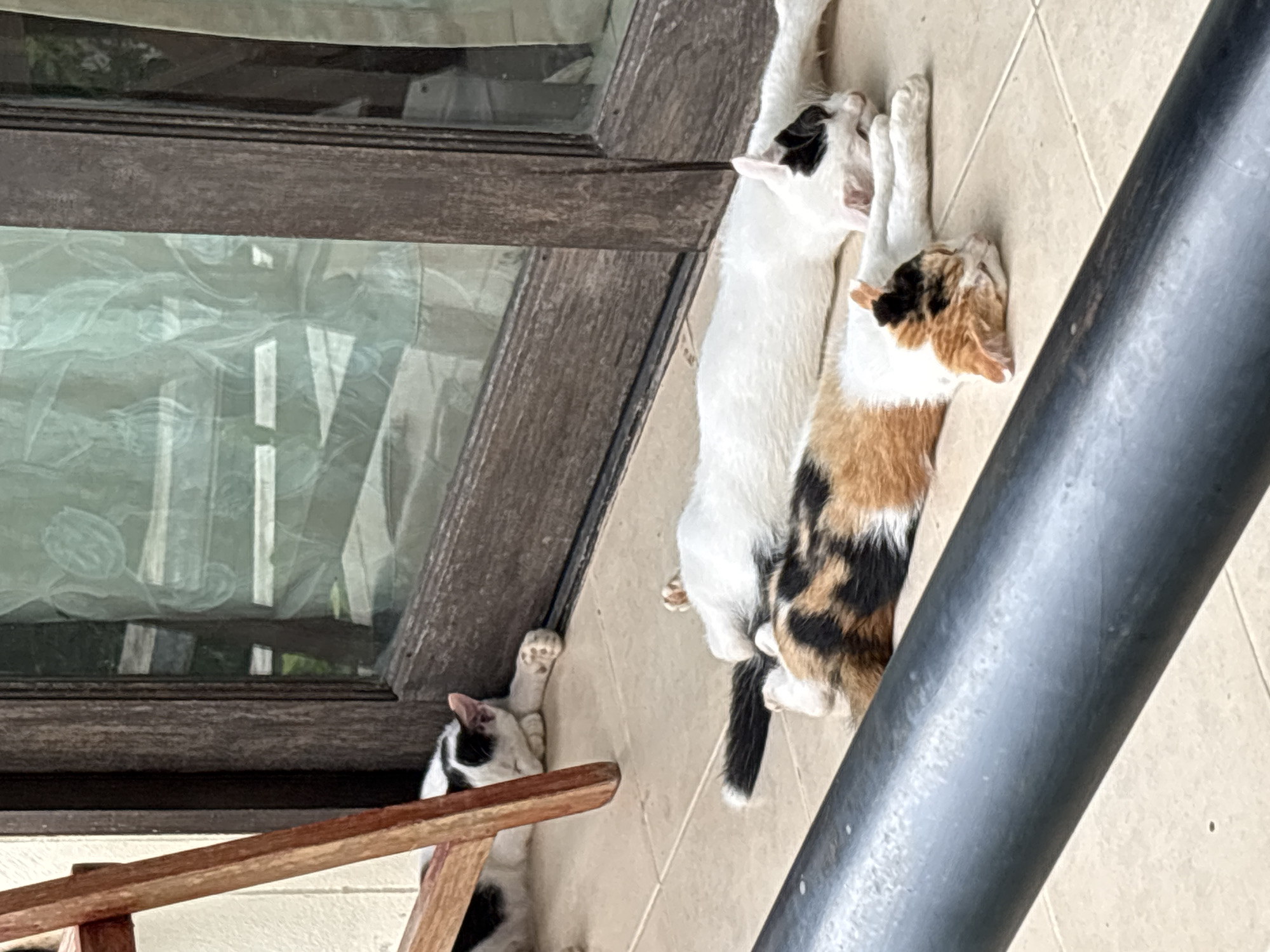 The scene depicts three cats resting outside a building in บ้านบางรักษ์, Thailand. One cat, black and white, lies on a wooden chair. A second, also predominantly white with black markings, and a calico cat lie side-by-side on a tile surface. A window and a pole are also in view.
