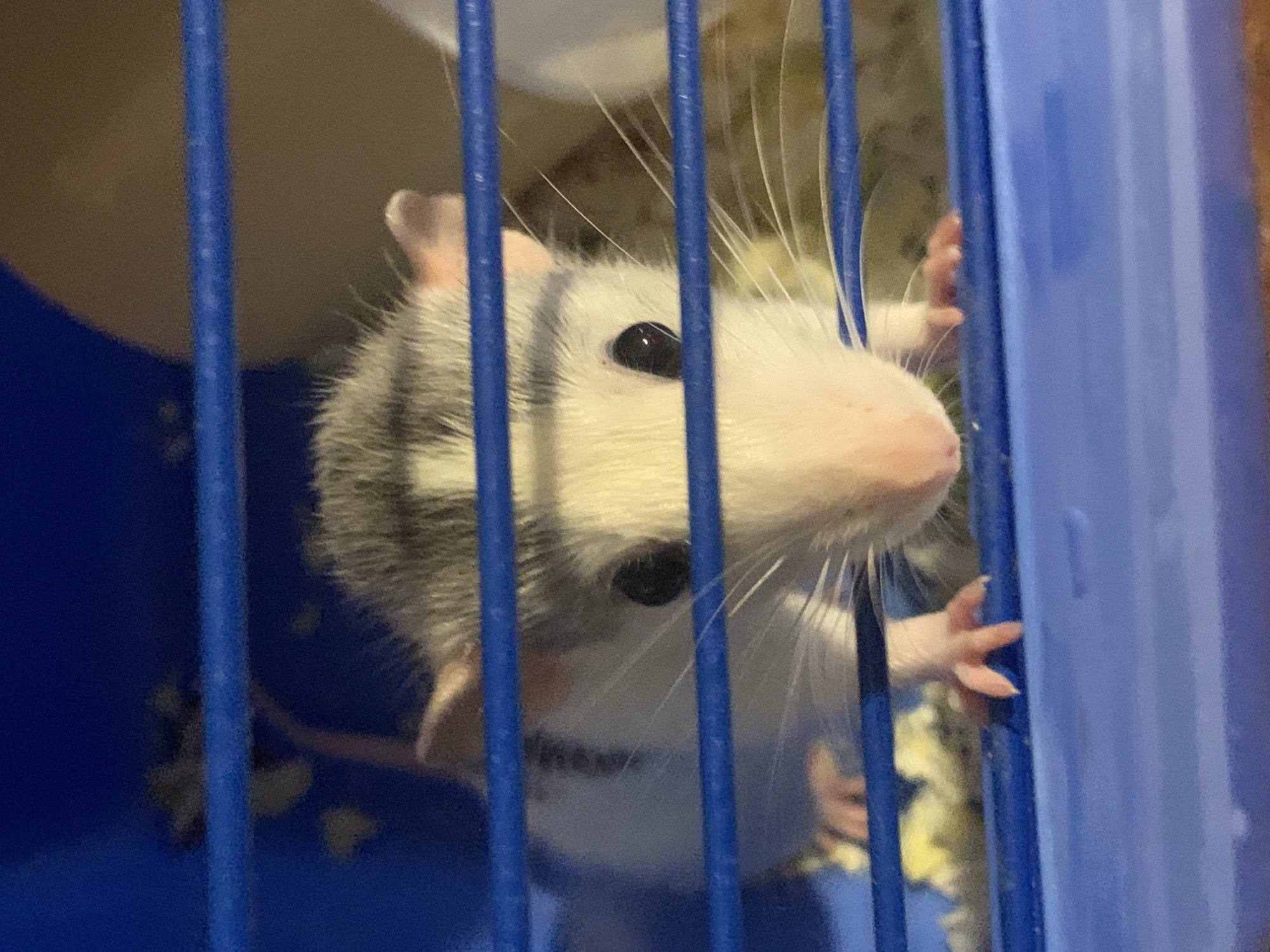 In the foreground of this medium shot, a pet rat with grey and white fur is peeking through the blue bars of a cage. The rat's face is light-colored with black eyes and long whiskers that fan out around its snout. Its pink nose is visible on the right side of its face. The rat's front paw is reaching out and gripping the blue bars of the cage. The background is out of focus and appears to be a bedding material or a toy inside the cage. The lighting is dim, suggesting it may be nighttime or indoors. The overall mood is one of curiosity or perhaps longing, as the rat seems to be observing something outside its enclosure.