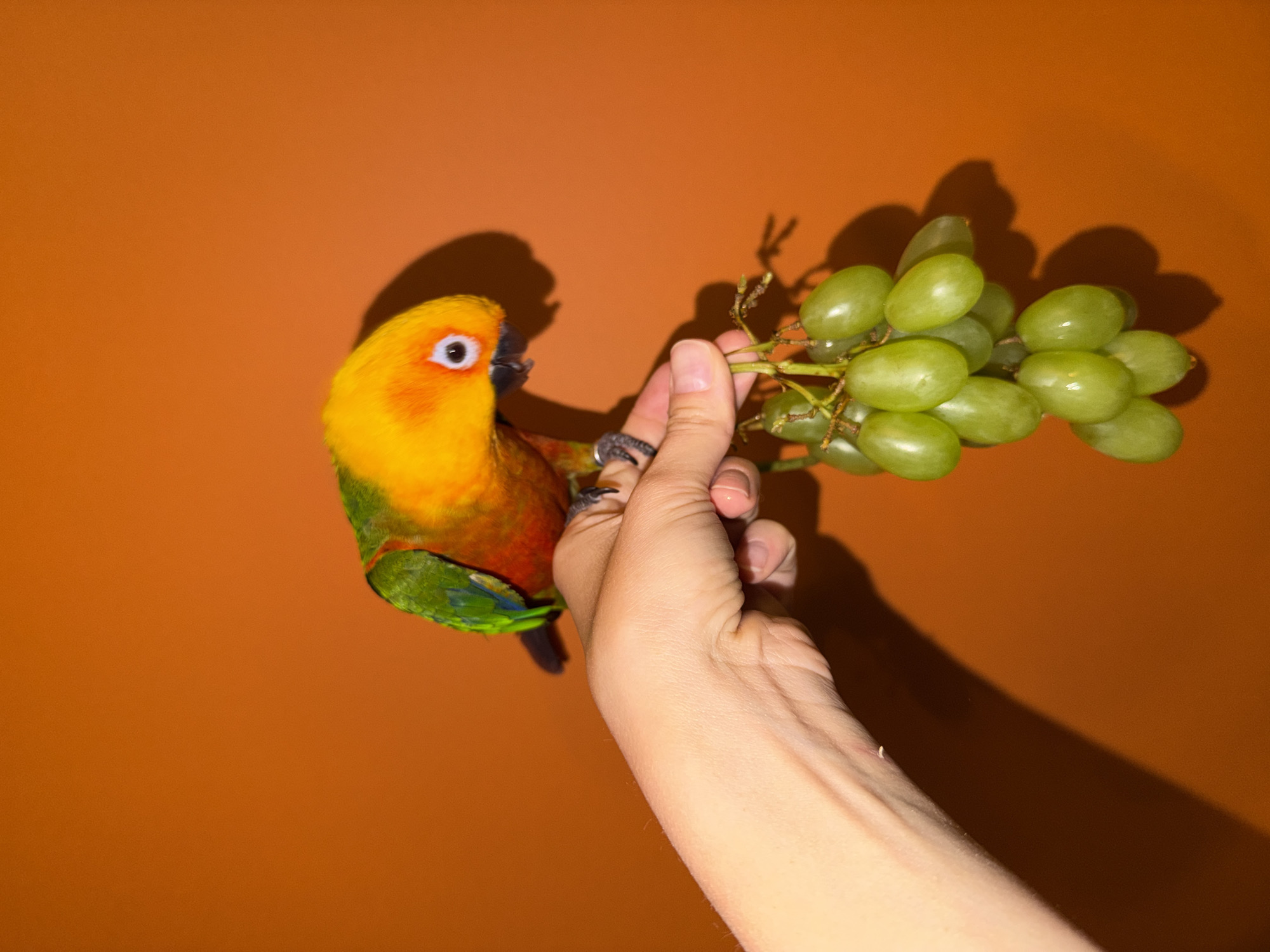 An eye-level shot captures a vibrant parrot being offered a bunch of green grapes by a human hand, set against a plain, solid orange-brown background. The parrot, likely a Sun Conure, is brightly colored with an orange-yellow head, a reddish chest, and green wings with blue accents. It is perched on the fingers of the human hand, which is holding the grapes by their stem. The parrot's black eye with a distinct white ring is clearly visible as it looks directly at the grapes, appearing focused or curious.
A cluster of plump, light green grapes hangs from the stem, glistening slightly. The human hand is positioned centrally, presenting the grapes to the parrot. Strong, dark shadows of both the hand and the parrot are cast dramatically on the orange-brown background, suggesting a direct light source from the front or side. The overall scene conveys an interaction between a pet bird and its owner, highlighting the parrot's striking colors and its engagement with the food offering. There is no visible text in the image.