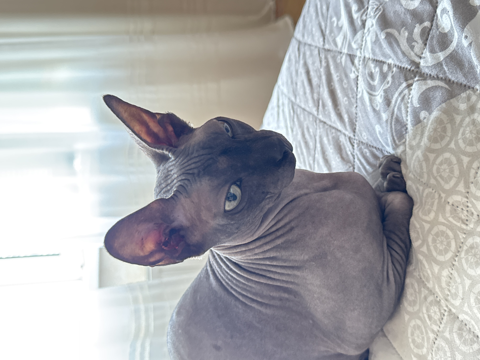 An indoor portrait captures a hairless Sphynx cat with blue-green eyes and dark grey skin, sitting on a quilted bedspread with a grey and white patterned design. The cat is positioned in the foreground, with its head turned to the right, looking slightly down and to the side. Its body is curled, and its paws are tucked underneath. The background consists of sheer white curtains, suggesting a window is present, allowing diffused light to illuminate the scene. There are no people or other animals in the image. The overall lighting is soft, indicating natural light. The scene is devoid of any elements that would place it specifically in Tiraspol, Moldova, or any other city.