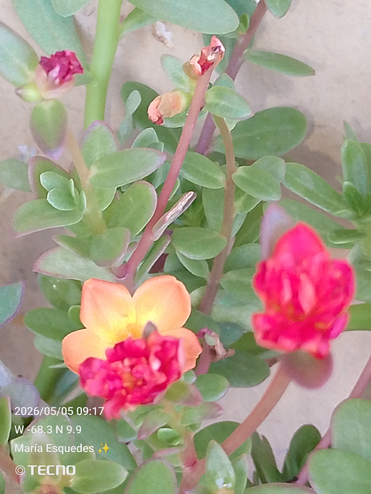 The image shows a close-up of several flowering plants, likely succulents, with small, rounded leaves and colorful blossoms. One flower displays a gradient of color, transitioning from yellow at the center to orange at the edges. Another flower is bright pink or red. The leaves are a light green color. The image was taken with a TECNO brand device on May 5, 2026, at 09:17, with coordinates W -68.3 N 9.9. Based on these coordinates, the approximate location of the image capture is Tinaquillo, Venezuela. The image is attributed to María Esquedes.