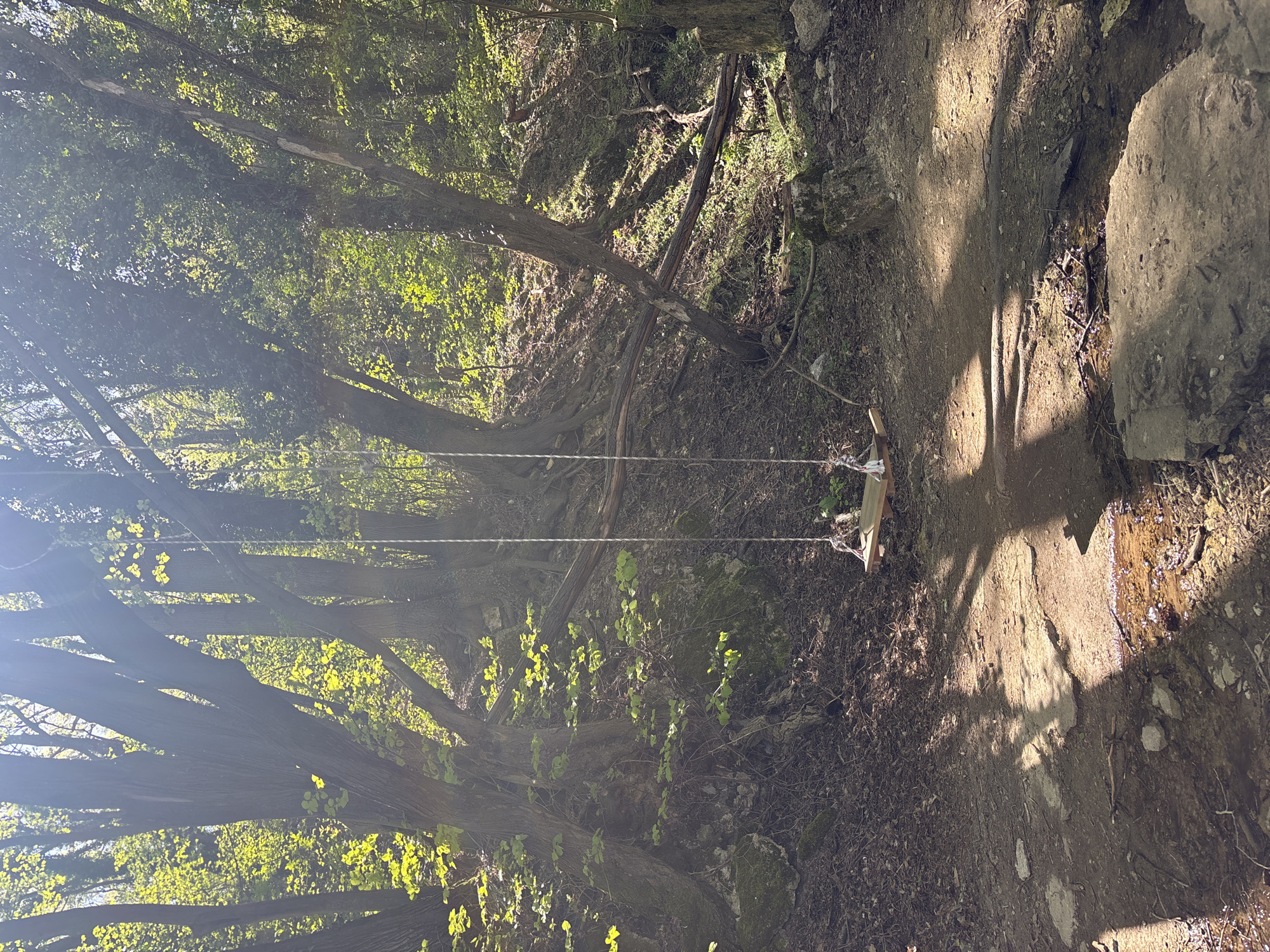The image shows a rope swing hanging in a wooded area, likely in Varna, Bulgaria. The swing's seat is made of wooden planks. The rope is attached to a tree branch. The surrounding environment is heavily forested with green foliage. The ground is covered in dirt, leaves, and rocks. Sunlight filters through the trees, creating shadows on the ground. There are no people visible in the image. The scene appears to be a natural, outdoor setting.
