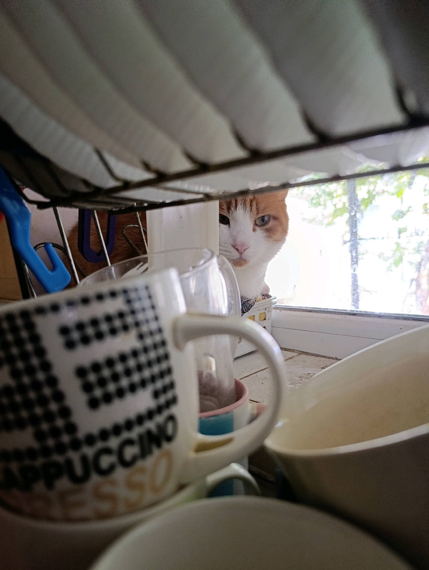 A cat with orange and white fur peers out from behind a dish drying rack, its face partially obscured. The cat is looking towards the right side of the frame, with its left eye visible and a portion of its right eye. Behind the cat, a window is visible with greenery outside, suggesting an outdoor environment. In the foreground, a mug with "CAPPUCCINO" and "ESPRESSO" printed on it is in focus, along with other dishes that are out of focus. The scene appears to be indoors, possibly a kitchen, with the dish rack suggesting the area is used for drying dishes. The image does not contain any elements that can be used to determine the specific location within the city of Cherkasy, Ukraine.