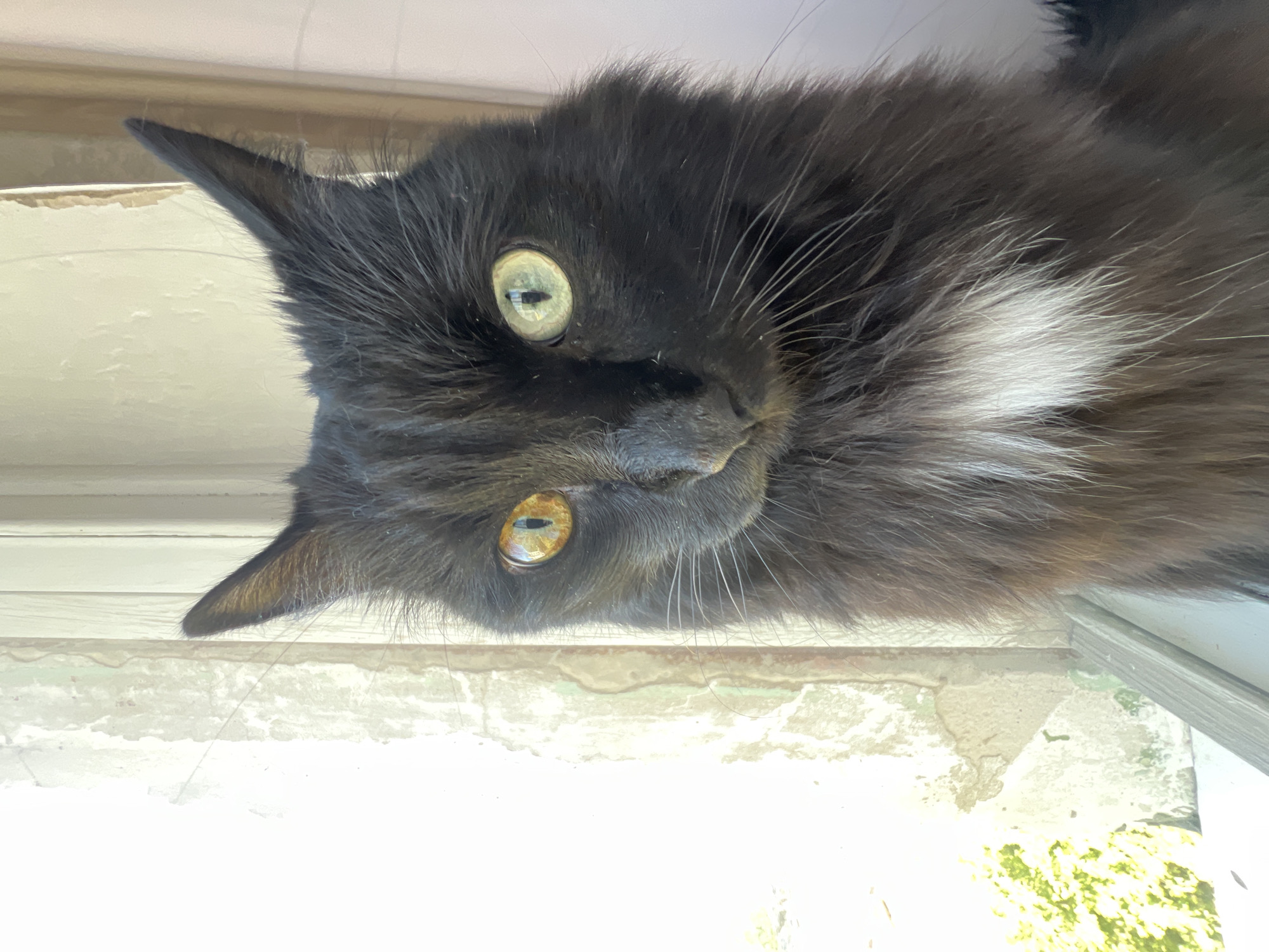 A black cat with heterochromia, one eye amber and the other green, sits on a windowsill in Chaikovsky, Russia. The cat's fur is long and fluffy, with a white patch on its chest. The background consists of a peeling painted wall and a window, suggesting an indoor setting, possibly a residential apartment, given the context of Chaikovsky's urban landscape. The lighting suggests it is daytime.