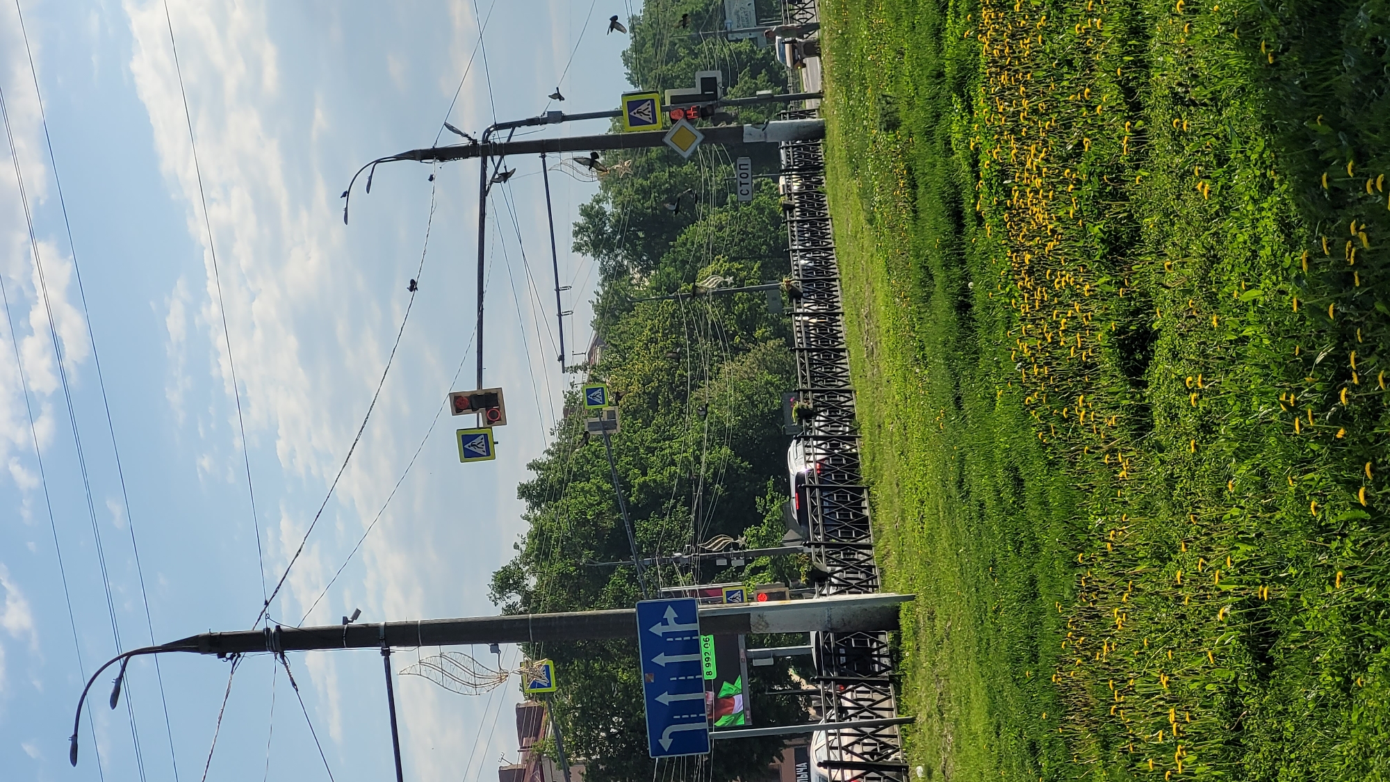 The image shows a street scene in an urban area. In the foreground, there is a green area with many yellow flowers. Behind the green area, there is a black metal fence, partially obscuring the view of the street. On the street, vehicles are visible. Overhead, there are utility poles with power lines and various street signs, including pedestrian crossing signs and traffic signals. The sky is blue with scattered white clouds. The lighting suggests it is daytime. Several birds can be seen perched on the utility poles.