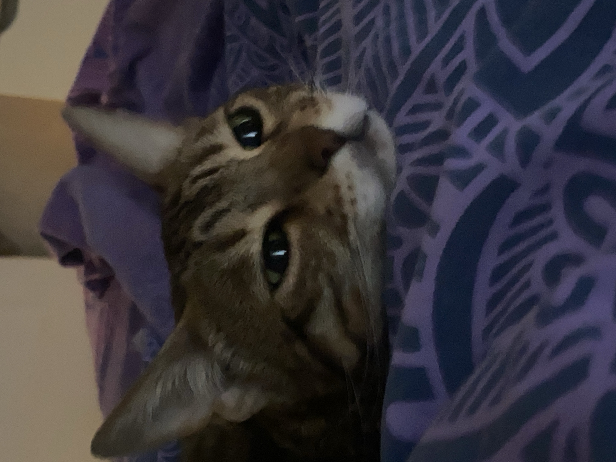 A close-up, slightly tilted, indoor shot depicts a brown tabby cat resting its head against patterned purple fabric. The cat's green eyes are open, and it appears to be looking up and slightly to the left. Part of a light-colored wall is visible in the upper left background. The scene does not provide any evidence of the location being the city of Chaikovsky, Russia.