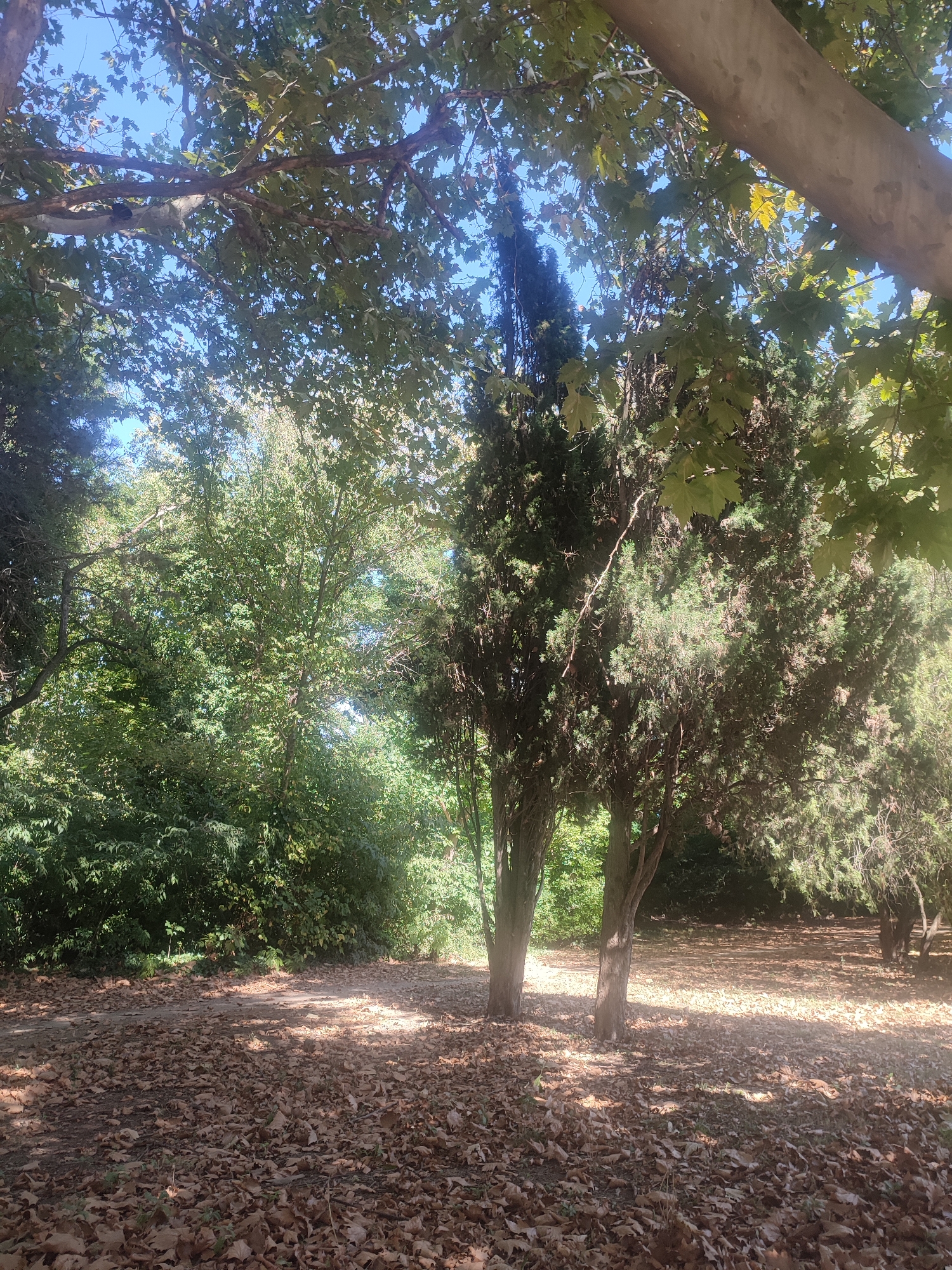 The image depicts a shaded, natural setting within a park or garden. The foreground is covered in a thick layer of fallen brown leaves, suggesting an autumn season or a well-established deciduous area. A dirt path or clearing runs through the leaf-strewn ground, with dappled sunlight filtering through the dense canopy of trees above. Several cypress trees with dark green, conical foliage stand prominently in the middle ground. Behind them, a wall of lush green bushes and trees forms a backdrop. The upper part of the image is dominated by the branches and leaves of larger trees, some with visible broad leaves, against a clear blue sky. One large, thick tree trunk is visible in the upper right corner, its smooth, light-colored bark contrasting with the darker foliage. The overall impression is one of a serene, somewhat wild, outdoor environment. This scene is consistent with the natural park areas found within the city of Varna, Bulgaria, such as the Sea Garden (Primorski Park).