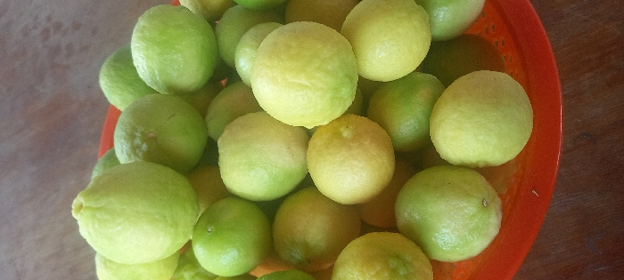 The image displays a close-up, elevated view of numerous round citrus fruits, predominantly light green with some exhibiting yellowish-green coloration, consistent with limes or small lemons. The fruits are piled within a red, plastic, perforated basket, which is partially visible along the bottom and right edges of the frame. The basket rests on a dark, possibly wooden, surface. The background is blurred, showing a mottled brownish-grey texture, suggesting an indoor or sheltered setting in Guatacaral, Venezuela. No individuals, specific actions, or interactions are present.