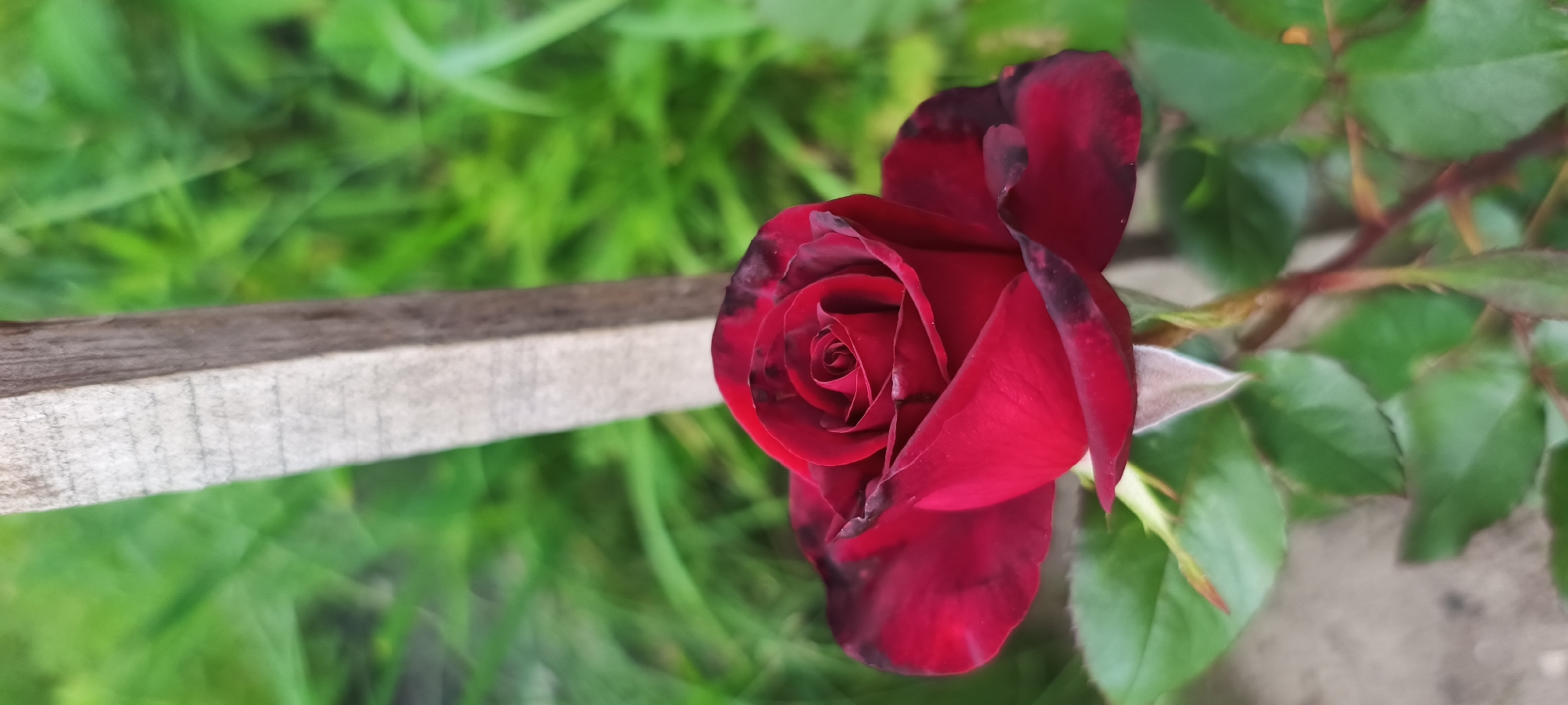This is a close-up, horizontal, outdoor photograph of a dark red rose. The rose is in full bloom and appears to be velvety in texture, with some petals exhibiting dark, almost black, edges. The center of the rose is tightly furled, showcasing its intricate layers.
To the left of the rose, a weathered, light-colored wooden plank is visible, running horizontally across the frame. The plank has a rough texture and visible grain lines.
The background is a soft-focus blur of lush green foliage, suggesting a garden or natural setting. The lighting appears to be natural daylight, casting soft shadows and highlighting the rose's deep color. The overall mood is serene and natural. There is no visible text in the image. The scene appears to be set in a garden during the day, with favorable weather for plant growth.