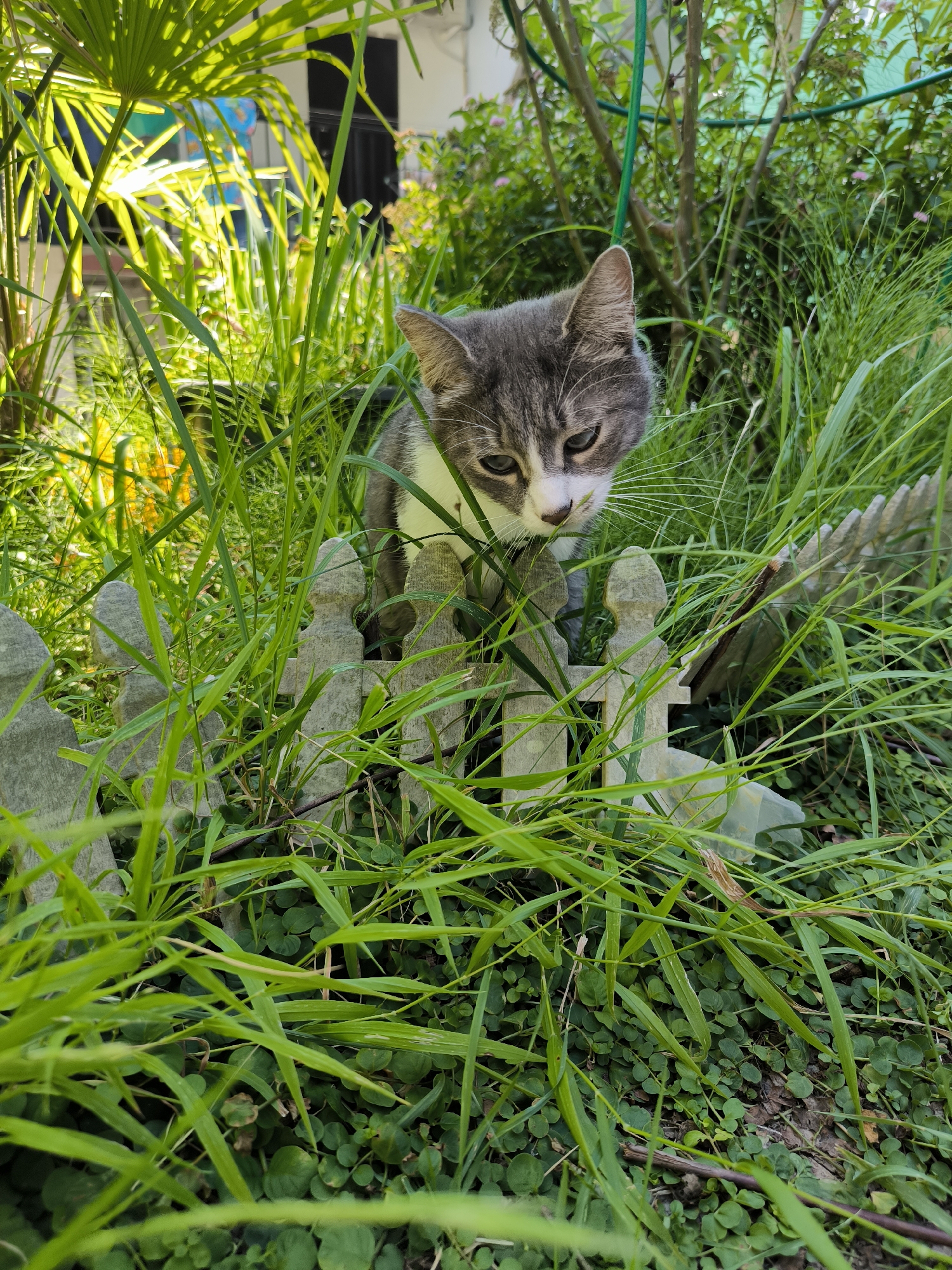 A gray and white tabby kitten is positioned in tall green grass, peering over a small, weathered gray fence. The fence is composed of several upright posts, some with cross shapes, suggesting it might be a decorative garden fence or a miniature grave marker. The kitten has its head tilted slightly downwards, with its gaze directed towards the viewer. The background is filled with lush greenery, including what appears to be palm fronds illuminated by sunlight on the left, and other plants and shrubs. The overall setting is outdoors, within a garden environment. The image does not provide specific information about its location in the city of Sochi, Russia, beyond it being an outdoor scene.