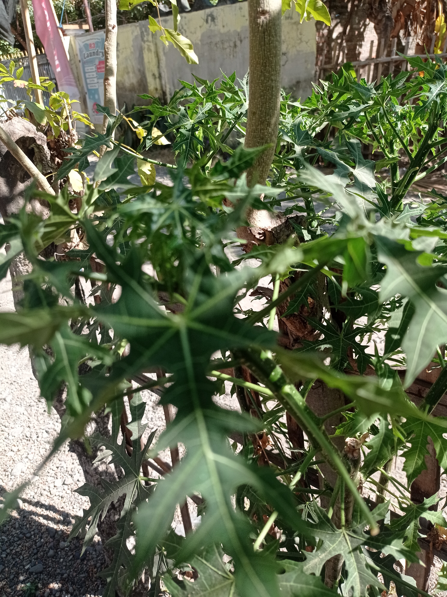 The image shows a close-up view of a plant with deeply lobed green leaves, likely Chaya or a similar species, in an outdoor setting. The plant's stem is visible, appearing woody and textured. In the background, there's a light-colored wall, some wooden fencing, and gravel on the ground. A pink flag or banner with some writing, possibly indicating a laundry service, is also partially visible. The scene appears to be in a residential or commercial area, possibly a backyard or a side yard. The lighting suggests it is daytime, with shadows cast on the ground. The image does not depict any people or specific actions. The location is stated to be Mimbo, Indonesia.