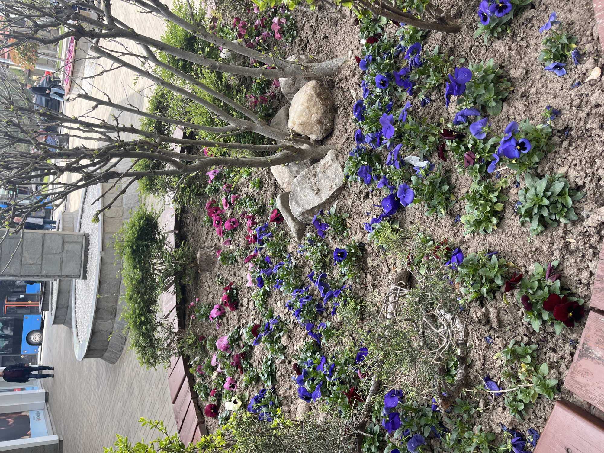 The image depicts a flower bed in Plovdiv, Bulgaria. The ground is covered with soil and planted with various flowers, including purple, pink, and dark red pansies. A small, bare tree with thin branches is positioned in the center of the flower bed, with two light-colored rocks placed around its base. Green bushes and other greenery are interspersed among the flowers. In the background, part of a building, a paved walkway, a person in dark clothing walking, and a blue bus can be seen, indicating an urban setting. A wooden bench border is present along the edge of the flower bed.