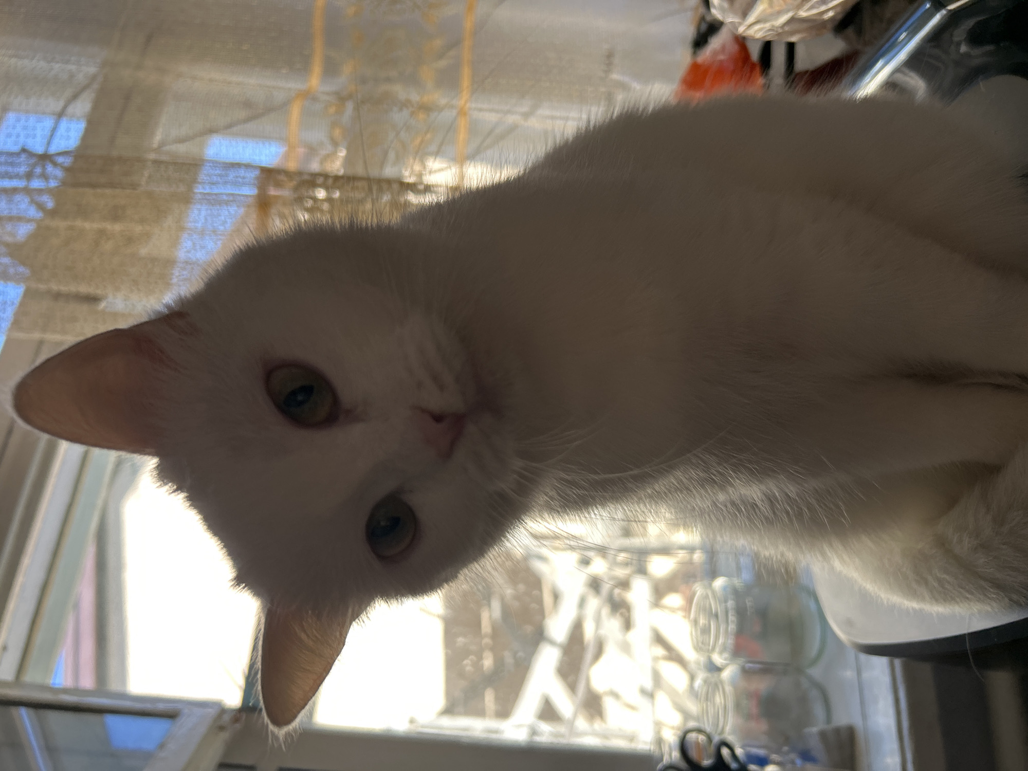 A white cat with green eyes is sitting in front of a window with sheer curtains. The window shows a blurred outdoor scene with some roofing structures and a bright sky. On a windowsill to the left of the cat, there are two glass jars. The cat is looking towards the camera with its head tilted. The overall lighting suggests it is daytime. The image appears to be taken indoors in a residential setting. There is no information about the location in the city of Kerch, Ukraine.