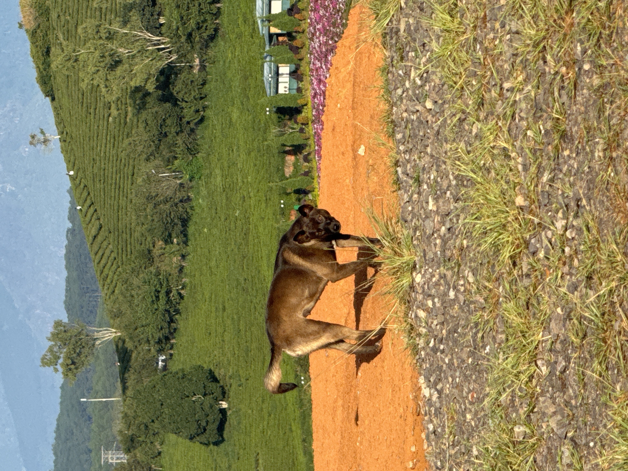 The image depicts a brown dog standing on an orange dirt path in a rural landscape, likely in Trường Thọ, Vietnam. The dog is facing the viewer with its head turned slightly to the left, its tail is curled upwards and to the left. Behind the dog, the landscape consists of rolling green hills covered in rows of tea plants, with scattered trees and some buildings with light-colored walls and green roofs in the distance. The foreground is a mix of gravel and green grass. The sky is a pale blue.