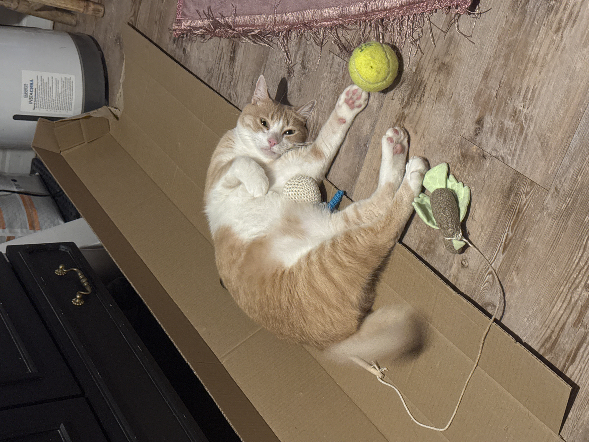 An orange and white cat is lying on its back on a cardboard box inside a residential interior. The cat is looking up at the camera with its paws in the air. Next to the cat are a yellow tennis ball and two cat toys. The background shows a wooden floor, a pink rug, and a black cabinet. The scene is well-lit with natural light.