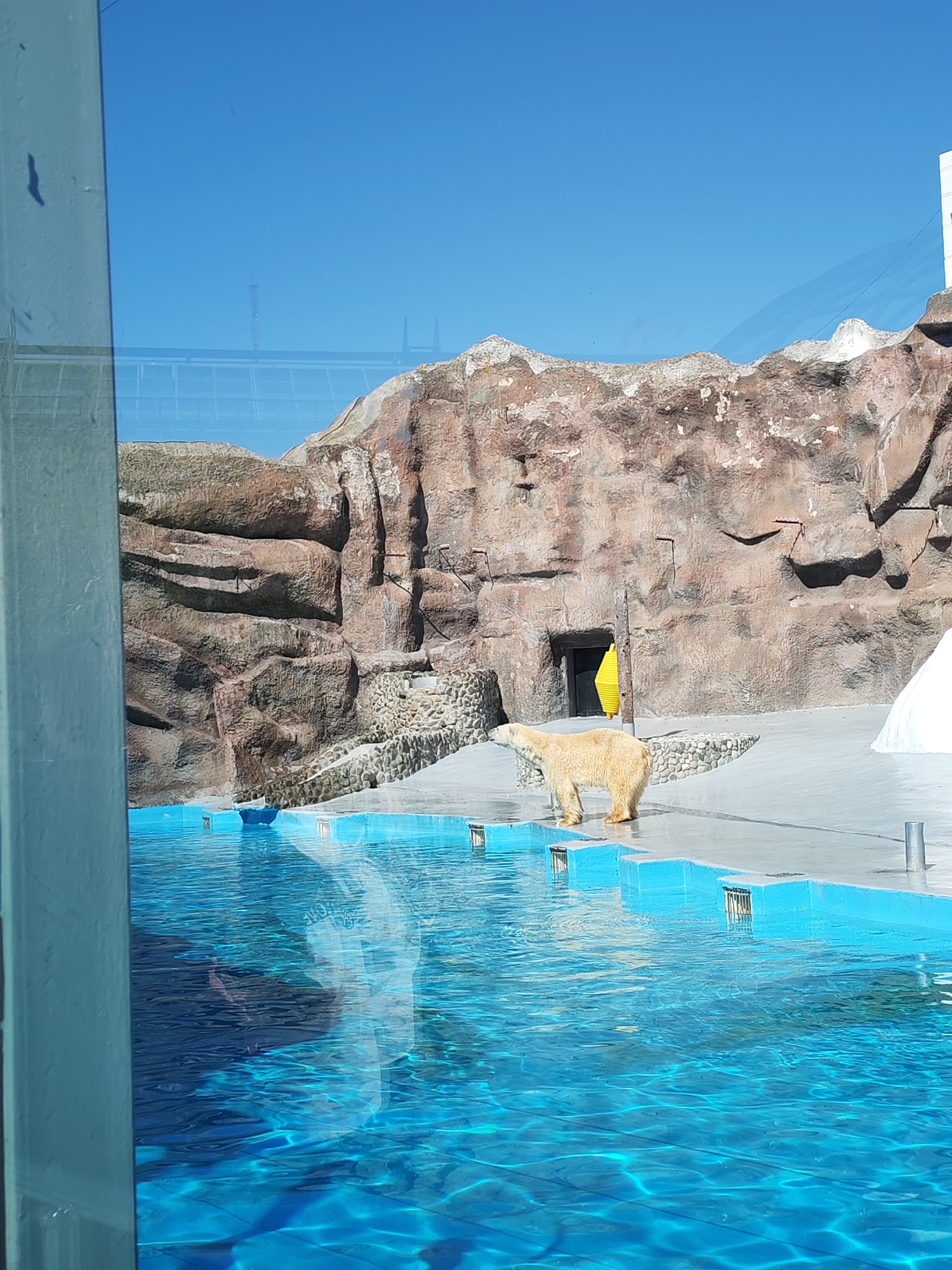 The image depicts a polar bear enclosure at the Izhevsk Zoo in Izhevsk, Russia. The enclosure features a large artificial rock formation with a cave entrance. The bear is standing on a concrete platform near a pool of clear blue water. A portion of a viewing window is visible on the left side of the image. The sky is a clear blue.