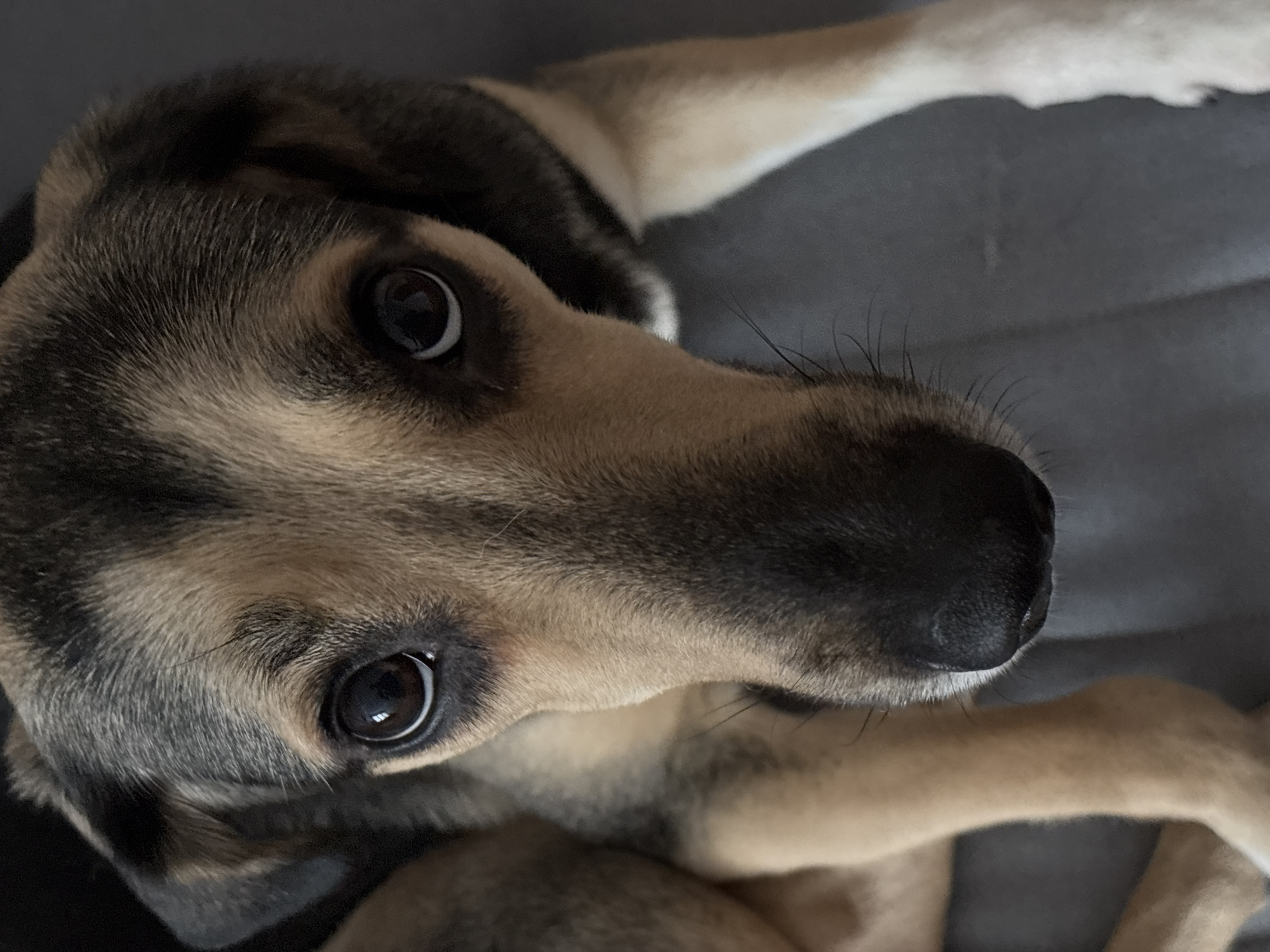 A close-up, high-angle shot captures a dog's face, looking directly into the camera. The dog has dark brown eyes with a reflection of light, tan fur around its eyes and muzzle, and darker fur on its head and ears. Its nose is black and wet. The background is a plain, dark gray surface, likely a piece of furniture. The image does not contain any information that would allow for its localization to Saint Petersburg, Russia.