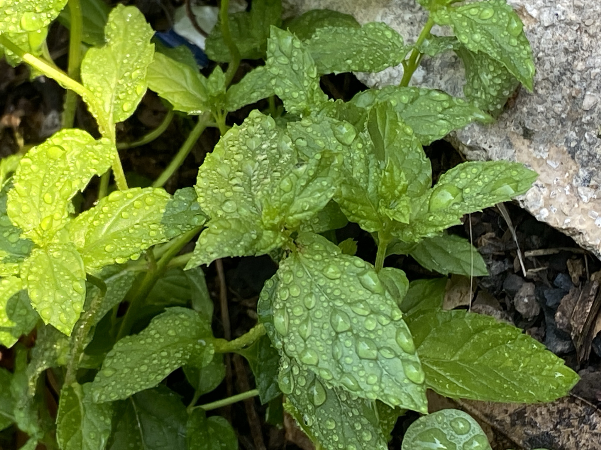 A close-up, eye-level shot shows a cluster of vibrant green mint leaves covered in numerous water droplets. The leaves are dewy and appear fresh, with some smaller, and others larger, droplets clinging to their surfaces. The mint plants are growing in a patch of dark soil interspersed with small, dark gray gravel and a rough, light-colored rock. The background is blurred, with hints of darker foliage and what might be a piece of blue plastic. The overall impression is one of lush, wet greenery, suggesting a recent watering or morning dew. The image does not contain any people or indicate a specific location within the city of Zgrade, Montenegro.