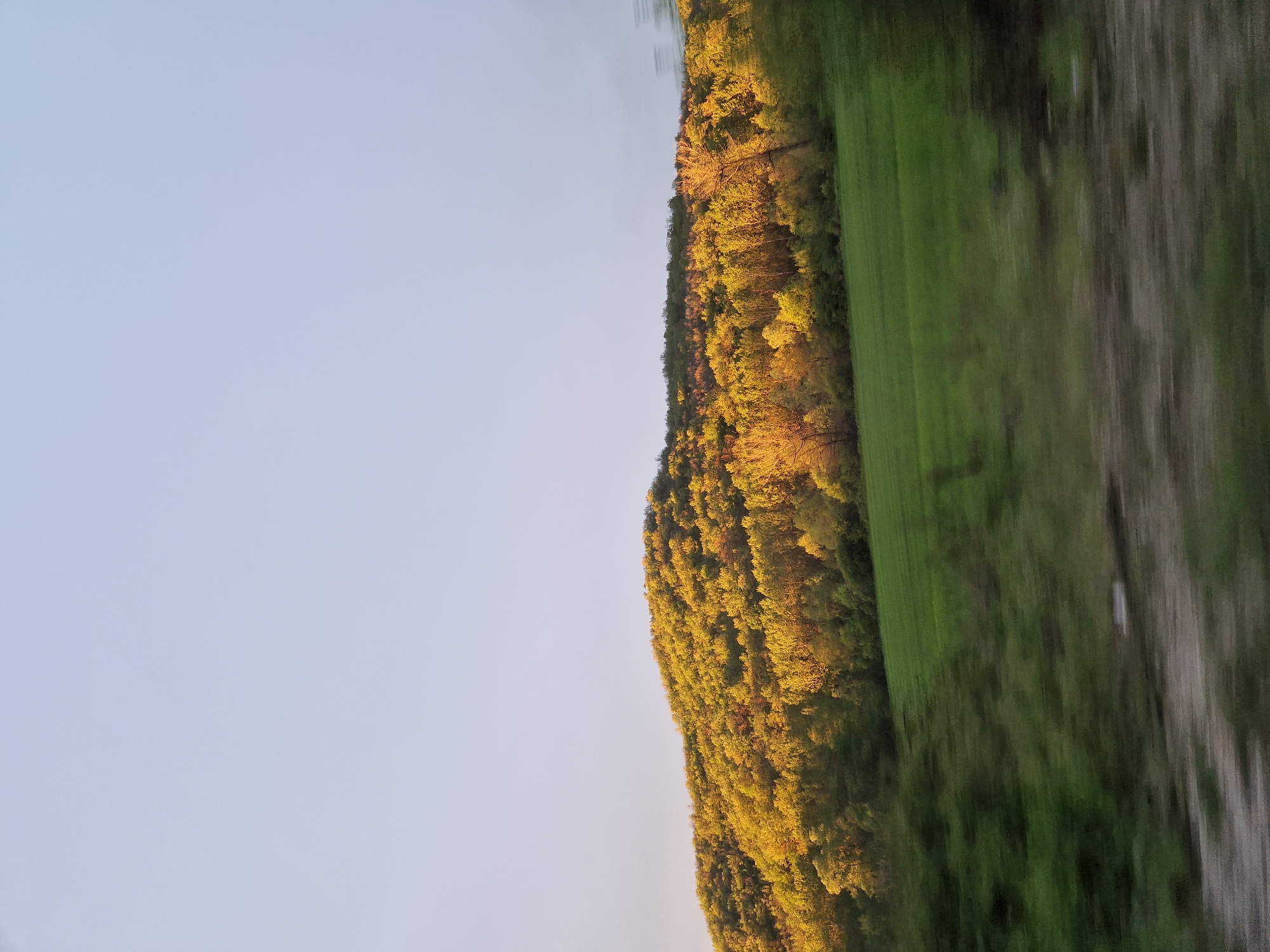 A vibrant landscape photograph, capturing a natural scene in Bata, Bulgaria, shows a clear sky above a sunlit forest and a grassy field. The upper half of the image is dominated by a vast, clear, pale blue sky, devoid of clouds. Below the sky, a lush, dense forest covers a hillside, stretching horizontally across the middle of the frame.
The trees are illuminated by a warm, golden light, characteristic of either sunrise or sunset, highlighting their predominantly green and yellow-orange foliage. Adjacent to the forest, filling the lower portion of the image, is a broad green field. A discernible dirt path or track runs through this field, extending towards the right side of the frame. No people or structures are visible, and there is no text in the image. The scene conveys a sense of peaceful natural beauty under a clear sky.