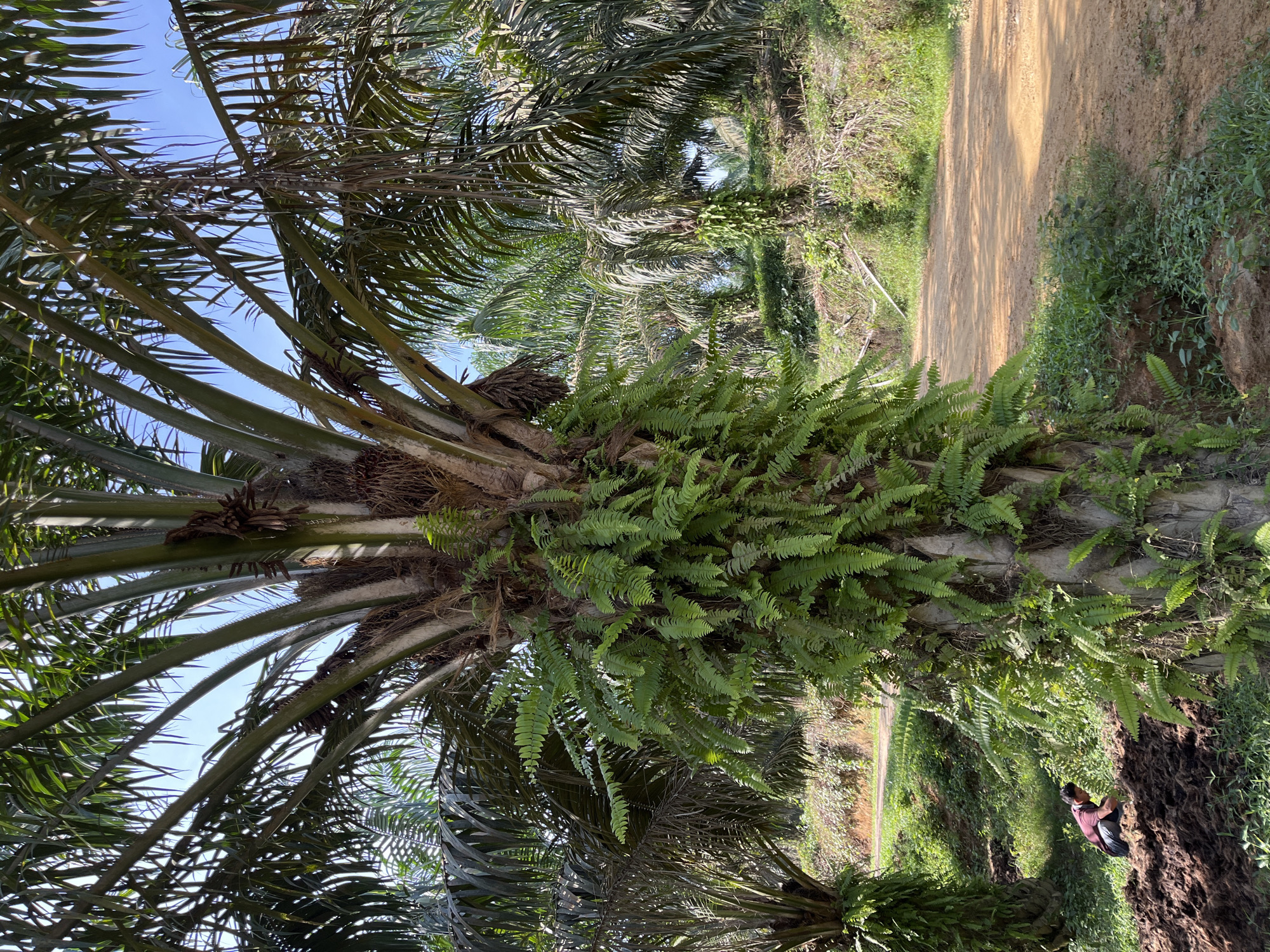 In an outdoor scene possibly located in Sukajadi, Indonesia, a close-up view of a large palm tree trunk is prominent. The trunk is heavily covered with a dense growth of ferns, their fronds cascading downwards. The palm tree itself has visible fibrous material and remnants of old fronds. In the background, several other palm trees are visible, forming a plantation-like environment. A dirt path, illuminated by sunlight, winds through the plantation. On the left side of the image, near the base of a palm tree, a person wearing a maroon shirt and dark pants is crouched down, appearing to be working with a pile of dark, fibrous material. The sky above is clear and blue.