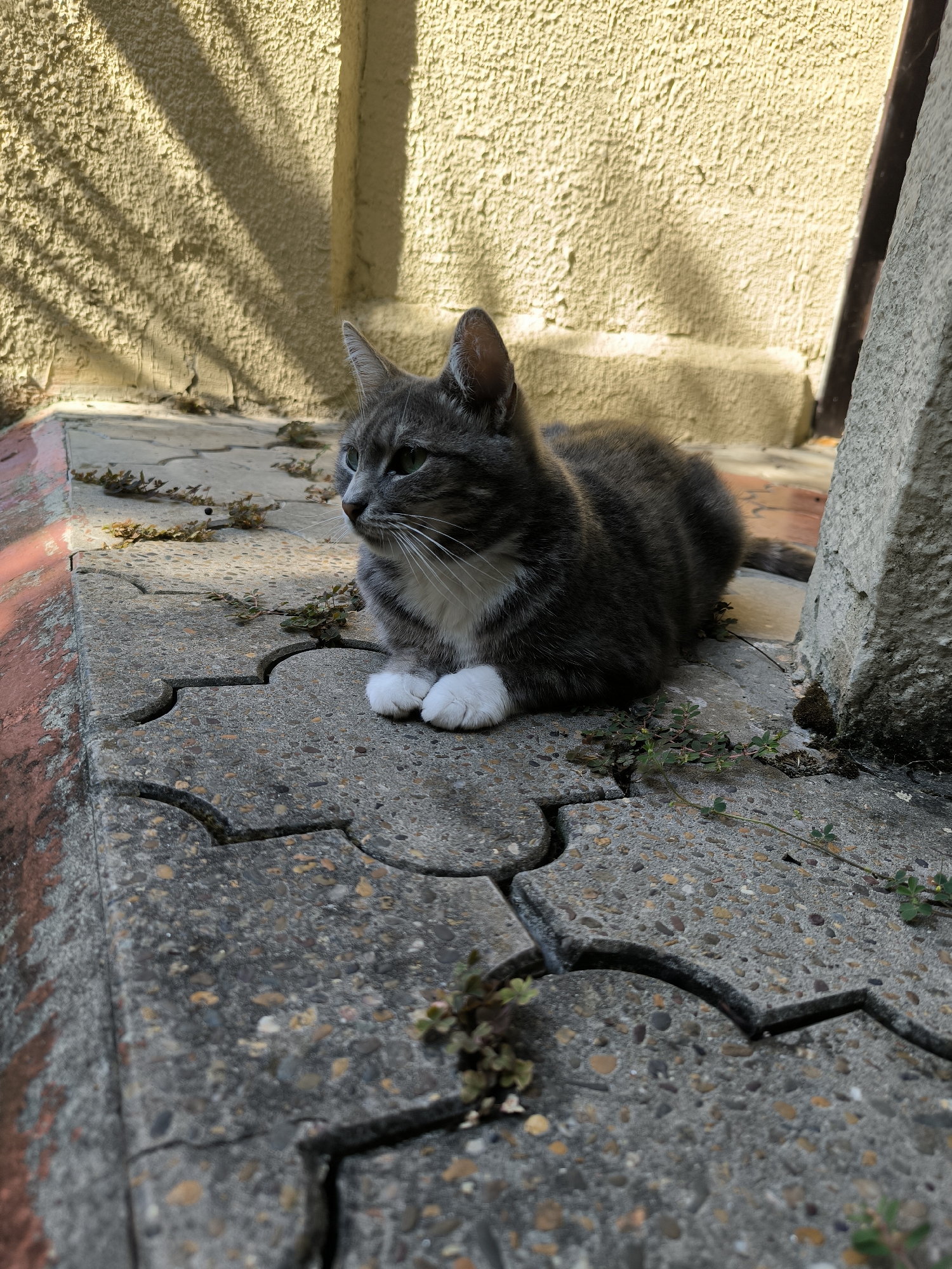 A grey tabby cat with white paws and chest is lying on interlocking concrete pavers outside. The cat is looking to the left of the frame. The wall behind the cat is textured and painted a light yellow. Shadows from a fence or railing are cast on the wall. Small weeds are growing in the cracks between the pavers. A large concrete pillar is on the right side of the frame. The scene appears to be in an outdoor urban setting.