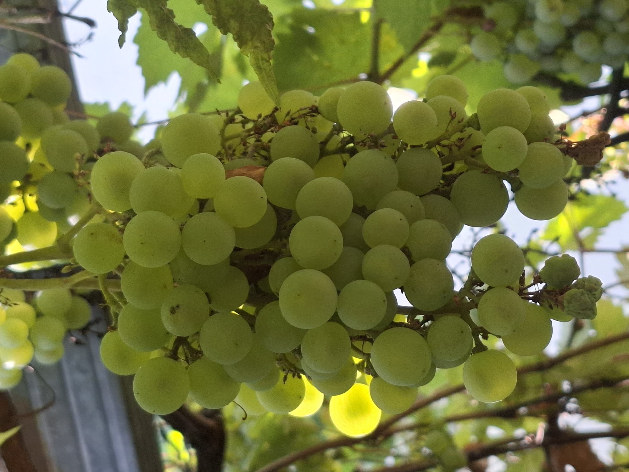 A close-up, low-angle shot captures clusters of light green grapes hanging from a vine. The grapes are round and plump, with some showing subtle translucence. The background is a blur of green leaves and a bright sky, suggesting an outdoor, natural setting. The image does not provide enough information to determine a specific location in Almaty, Kazakhstan.