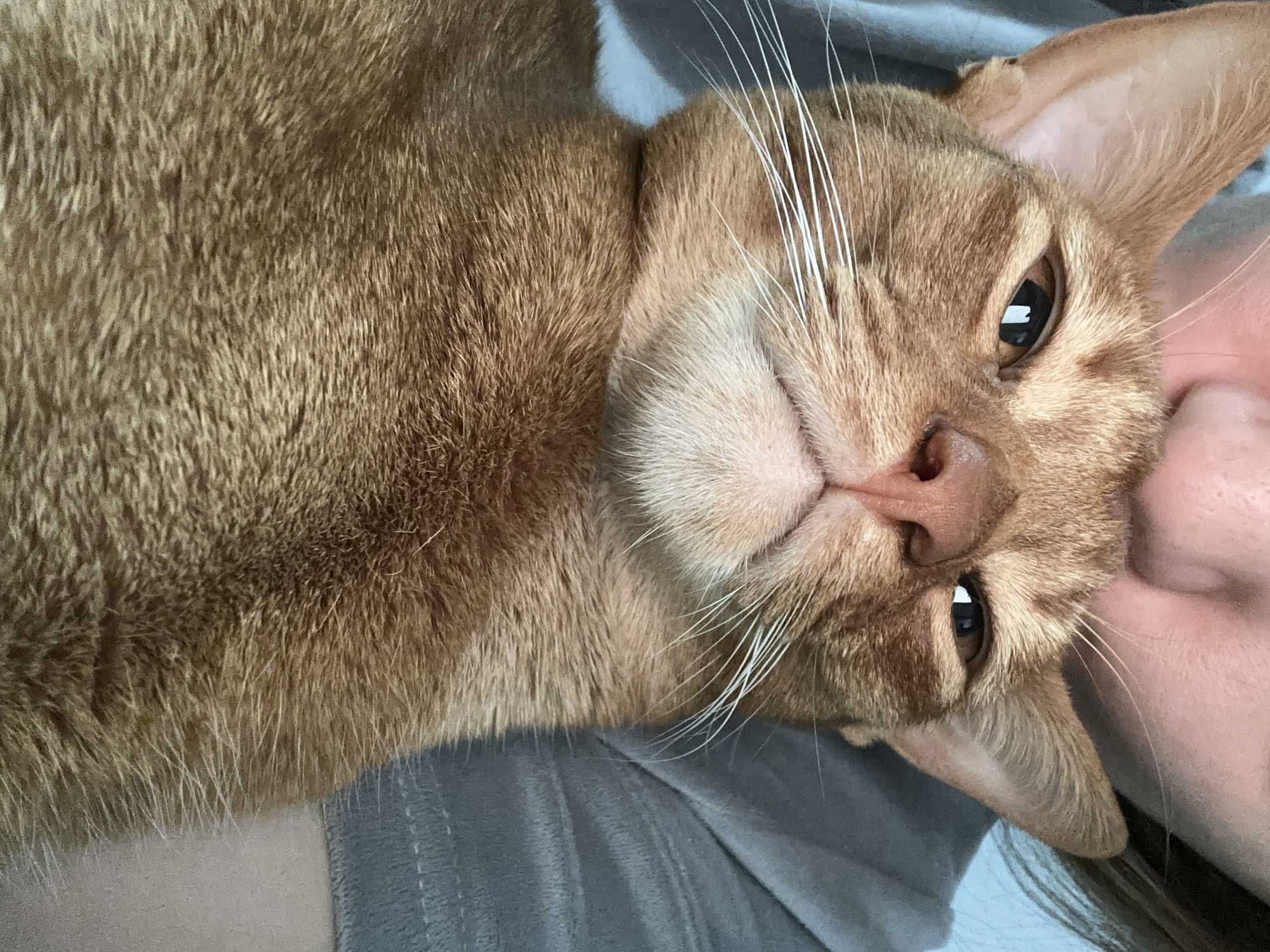 A reddish-brown cat is lying on its side, possibly on a person, with its face tilted upward. The cat's fur is short and dense. It has long, white whiskers and amber eyes. The background is a gray, textured surface, likely fabric. No location can be determined from the image.