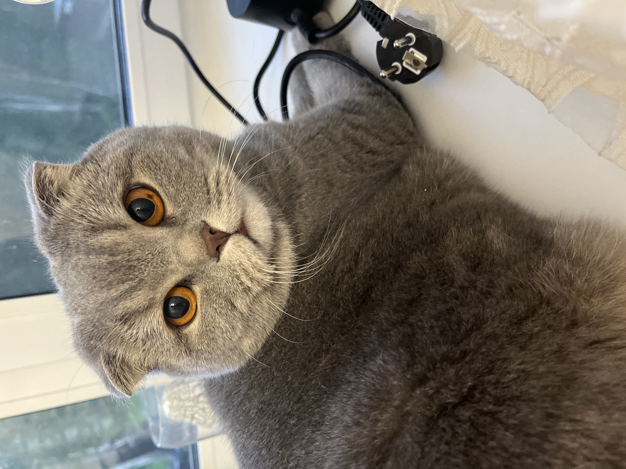 A gray Scottish Fold cat with bright orange eyes is lying on a white surface near a window. The cat is positioned in the foreground, filling most of the frame. To the right of the cat, a black electrical cord is visible, connecting to a black adapter and a white plug. In the background, a window shows a blurred view of greenery, suggesting an outdoor environment. A glass is also present near the window on the left side. The scene appears to be indoors, possibly a windowsill. The location of Chaikovsky, Russia, is not discernible from the visual information presented in the image.