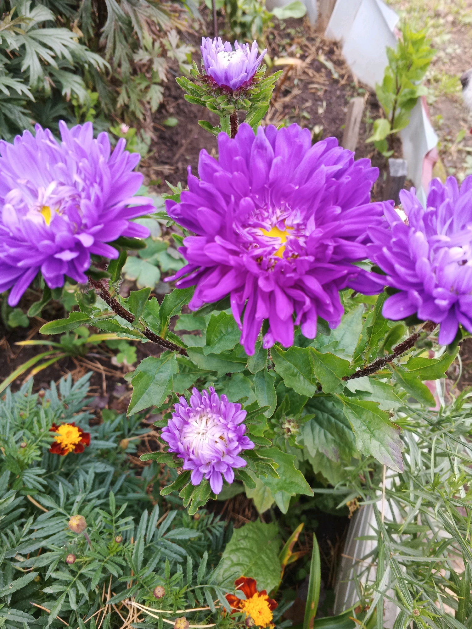 The image displays a close-up view of several purple aster flowers in a garden setting. The flowers are in various stages of bloom, with some fully open and others still developing buds. The vibrant purple petals are numerous and delicate, forming a dense, layered effect. The centers of the open flowers are a bright yellow. Green leaves and stems are visible, interspersed with the flowers. In the lower left and bottom center of the image, there are also small marigold flowers with orange and red petals. The background appears to be garden soil and other greenery, with some indistinct structures that might be fencing or edging. The overall impression is of a colorful and well-maintained garden. The location is described as Letnyaya, Russia.