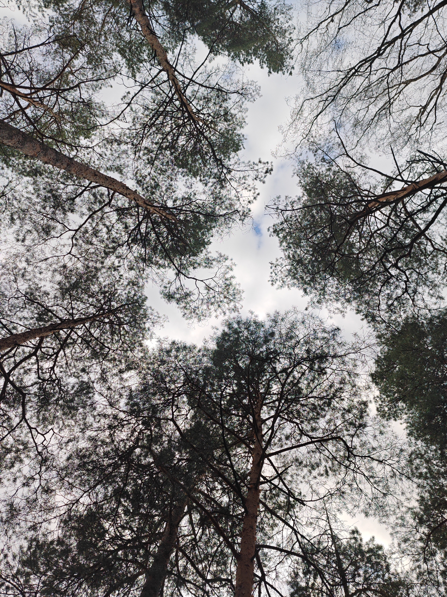 The image shows a view looking up through a canopy of trees towards a cloudy sky. The trees appear to be a mix of deciduous trees with bare branches and coniferous trees with needles. The sky is mostly overcast with some small patches of blue. The location is Падлабенскі сельскі Савет, Belarus.