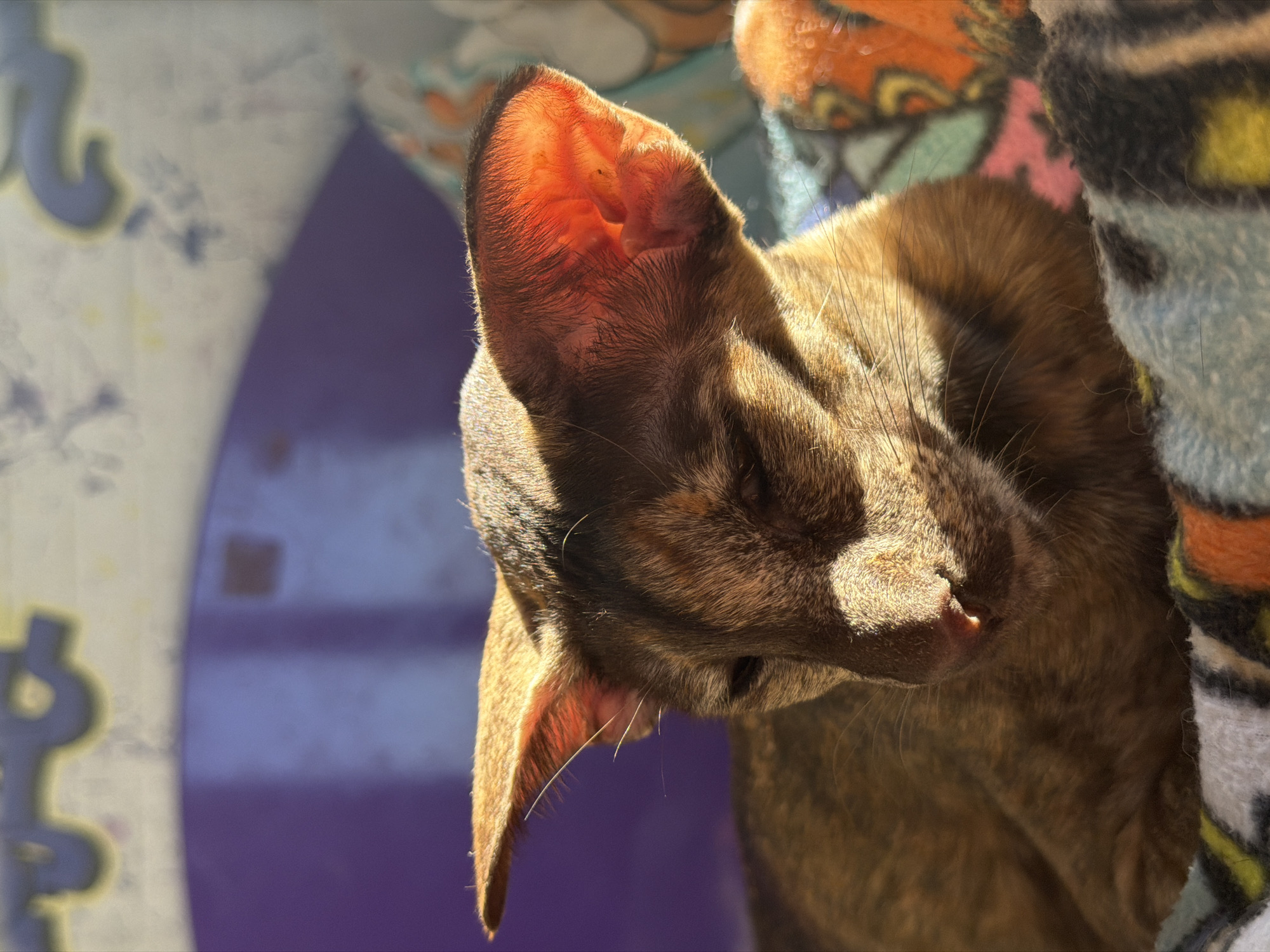 A close-up shot shows a brown tabby cat nestled against a patterned blanket, its face turned away from the viewer. The cat is illuminated by bright sunlight, which highlights the texture of its fur and its ear. The background includes a purple and white patterned surface. The location, Chaikovsky, Russia, is extraneous to the visual content of the image.