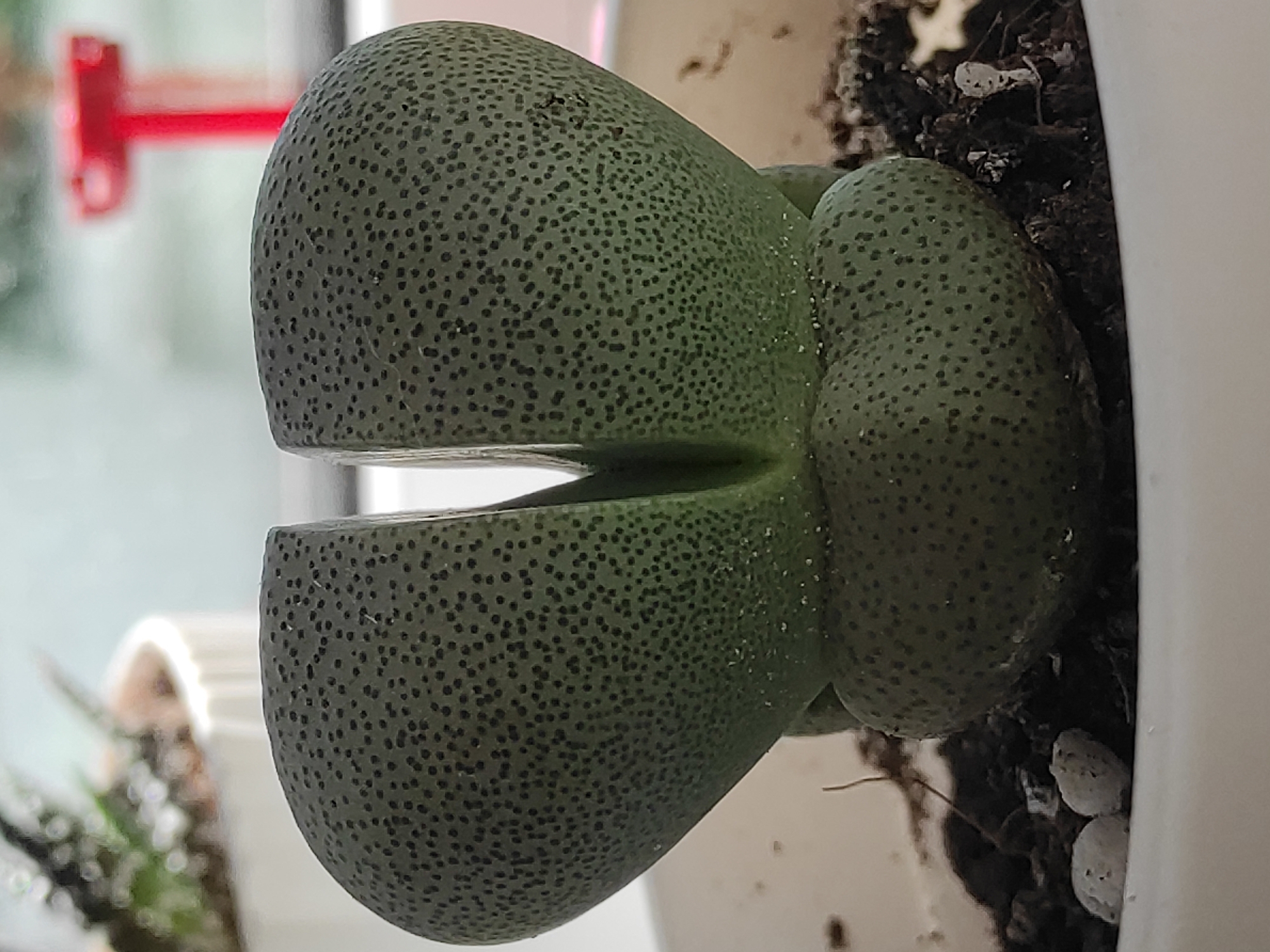 A close-up, eye-level studio shot focuses on a single, green, split-rock succulent plant with dark speckles, potted in dark soil within a white pot. The succulent's two fleshy leaves are fused at the base and split at the top, creating a heart-like shape. The surface of the leaves is slightly dewy. In the blurred background, a white pot with another plant is visible to the left, and a red object, possibly a tool or toy, is partially visible to the right. The lighting is soft, suggesting an indoor setting with indirect light, potentially near a window. The scene is static, with no discernible activity or interaction.