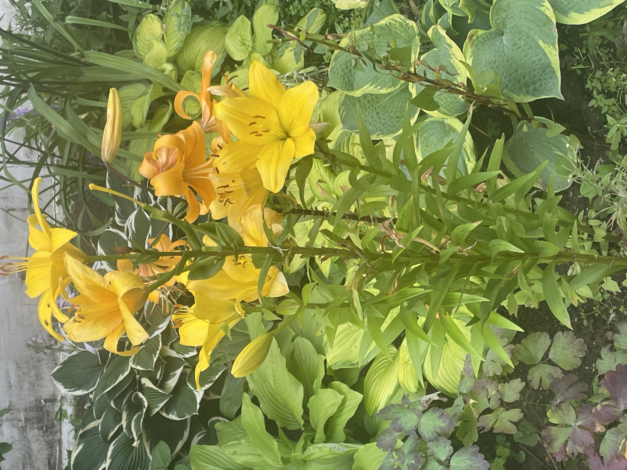 A cluster of bright yellow lilies are in full bloom in a garden in Krasnogorsk, Russia. The lilies are tall and elegant, with large, trumpet-shaped flowers. The petals are a vibrant yellow, and the stamens are a contrasting dark brown. Some of the lilies are fully open, while others are still in bud. The flowers are surrounded by lush green foliage, including hostas with variegated leaves. The background is a light gray wall, possibly a fence or building. The overall impression is one of natural beauty and abundance.