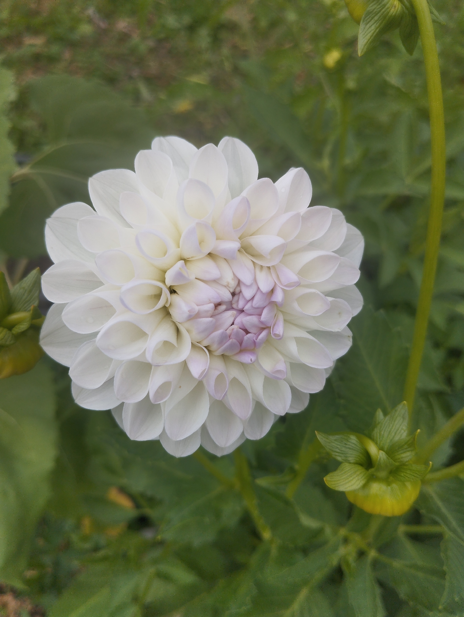 A close-up, eye-level, vertical shot shows a white dahlia flower in full bloom. The flower has many petals that are arranged in concentric circles, with the outer petals being larger and paler than the inner ones. The center of the flower is a cluster of smaller, light purple petals. The flower is set against a blurred background of green leaves and stems, with a hint of yellow from some unopened buds. The image appears to be taken outdoors, likely in a garden. No people or specific urban elements are visible.