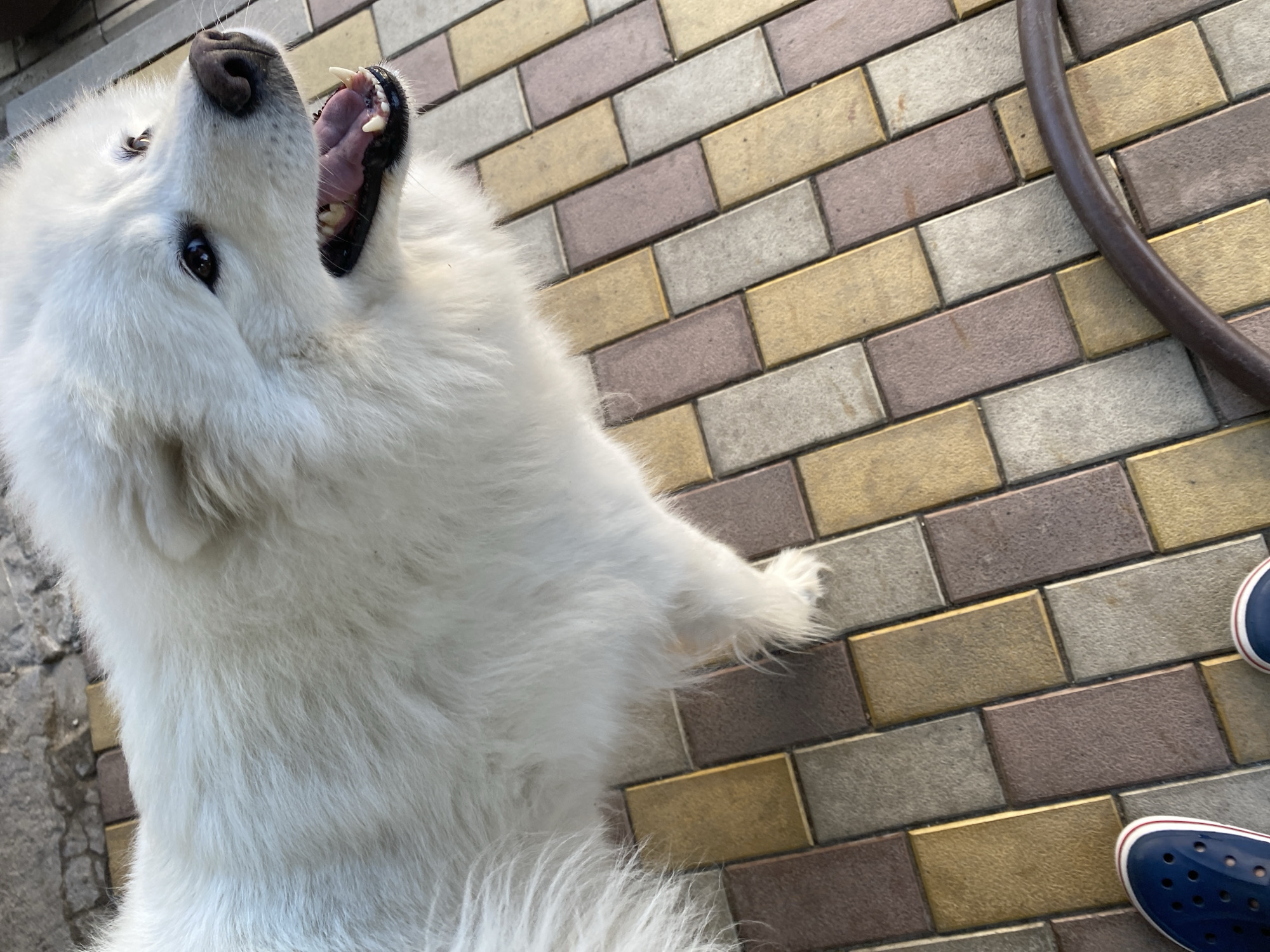 A fluffy white Samoyed dog is shown from a high angle, with its mouth open and tongue slightly visible. The dog is standing on a paved patio made of rectangular bricks in shades of beige, brown, and yellow. The background shows more of the patio and a hint of a stone wall. The bottom left corner of the image shows a pair of blue Crocs-style shoes. The scene appears to be outdoors, possibly in a yard or garden.