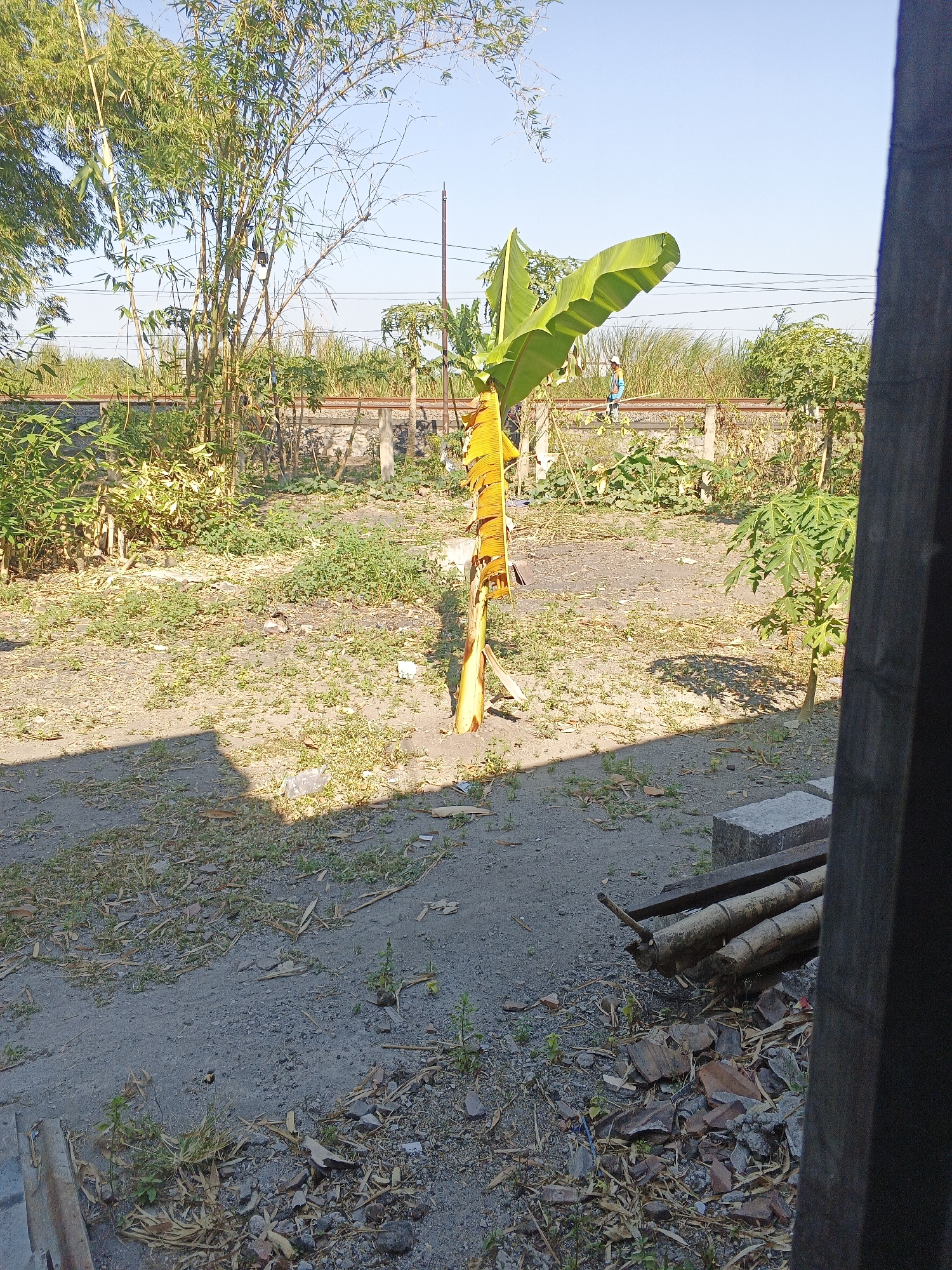 A medium shot captures an outdoor scene on a sunny day in Kemangsen, Indonesia. In the foreground, a section of a dark wooden structure is on the right, partially obscuring the view. The ground is predominantly dirt and gravel, scattered with dry leaves, small rocks, and some green weeds. To the left, a shadow is cast across the ground.
Dominating the mid-ground is a young banana tree with bright yellow and green leaves. Behind the banana tree, a concrete fence runs horizontally across the image. Beyond the fence, there is a dense stand of bamboo to the left, with a few power lines strung between poles visible in the background. To the right of the bamboo and behind the fence, a few other plants are visible, including what appears to be a papaya tree. In the far background, tall grasses and trees suggest a rural or semi-rural environment. A person, appearing to be wearing a blue and yellow shirt and a white hat, is standing near the fence on the right side of the image, facing away from the camera. On the lower right side of the image, a pile of bamboo logs and broken bricks are present.