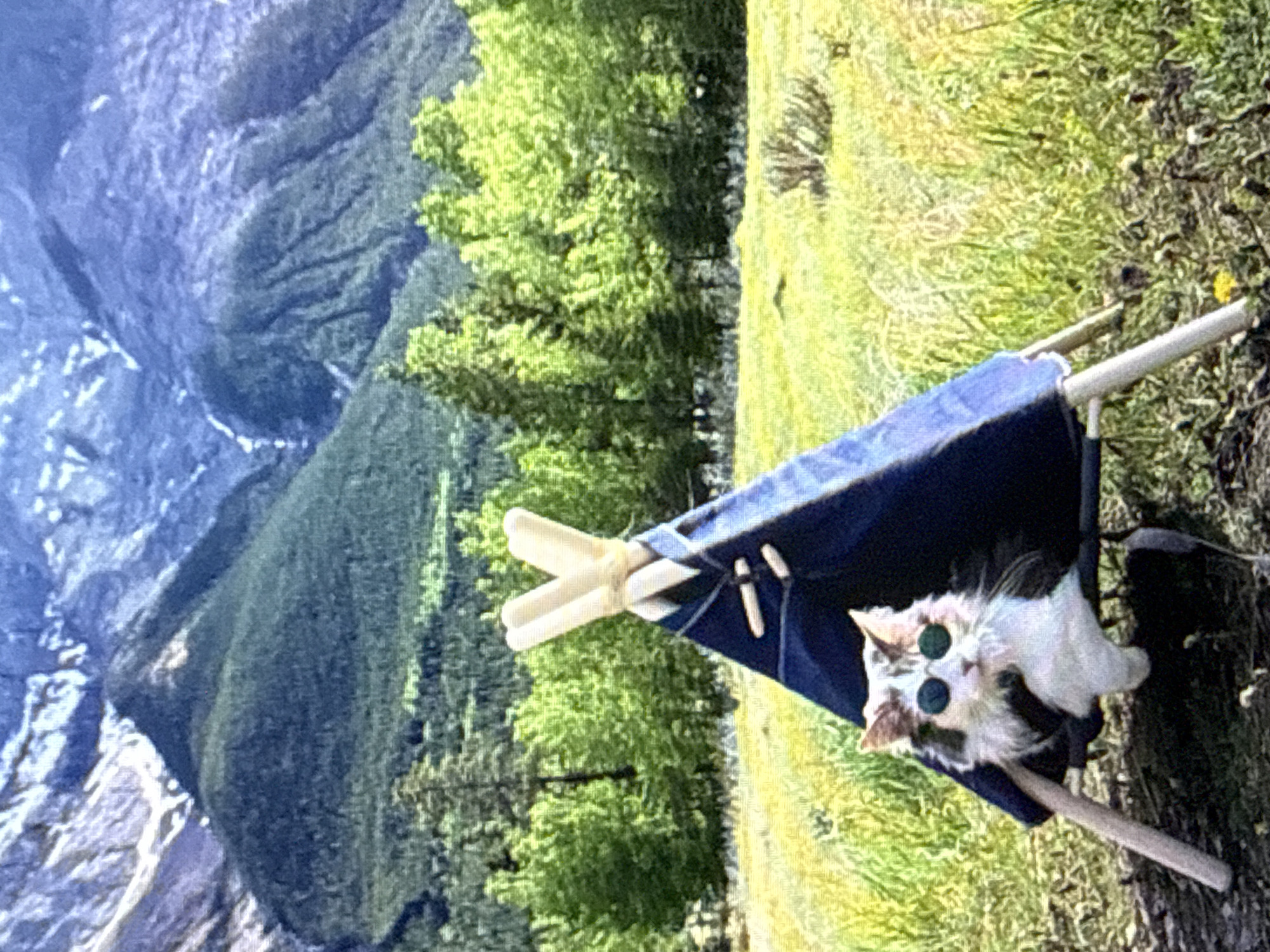 The image depicts a cat wearing sunglasses, sitting inside a small, dark blue teepee. The teepee is set up in a grassy, sunlit meadow. Behind the meadow, there is a dense forest of green trees, and further in the background, imposing mountains rise under a bright sky. The cat has long, fluffy fur with patches of white, brown, and black. The sunglasses are round and tinted green. The teepee has a pointed top formed by three light-colored poles tied together, and it is adorned with two light-colored toggle fasteners on the front. The overall scene suggests an outdoor, possibly camping, setting. The image does not contain any elements that place it specifically in the city of Tbilisi, Georgia.
