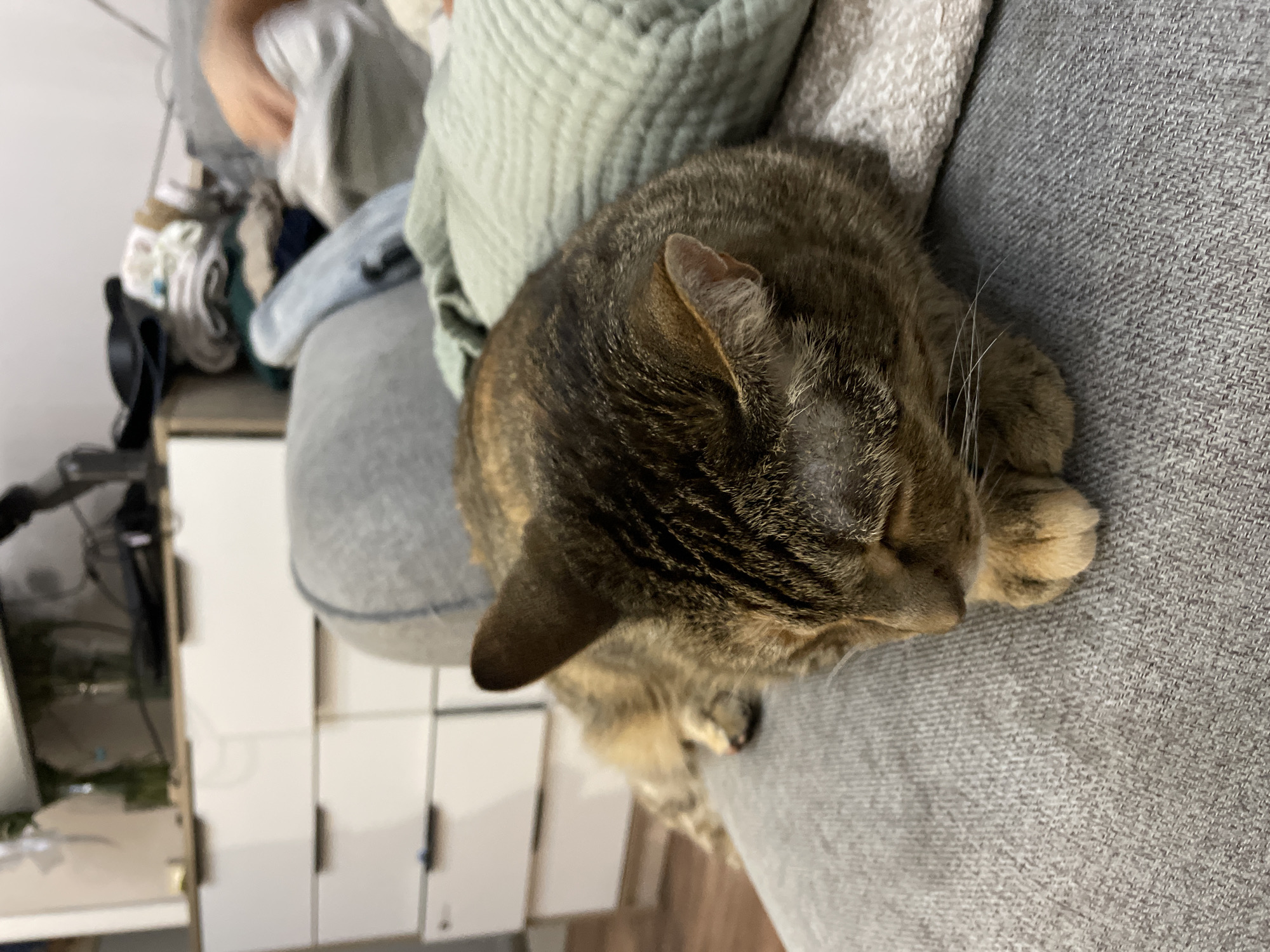 A tabby cat is sleeping on a grey couch. The cat is curled up with its paws tucked beneath its chin. The couch is in a living room, with a dresser and a pile of clothes in the background. The lighting is dim, suggesting it is nighttime or indoors. There is no indication of the city of Almaty, Kazakhstan, or any other specific location.