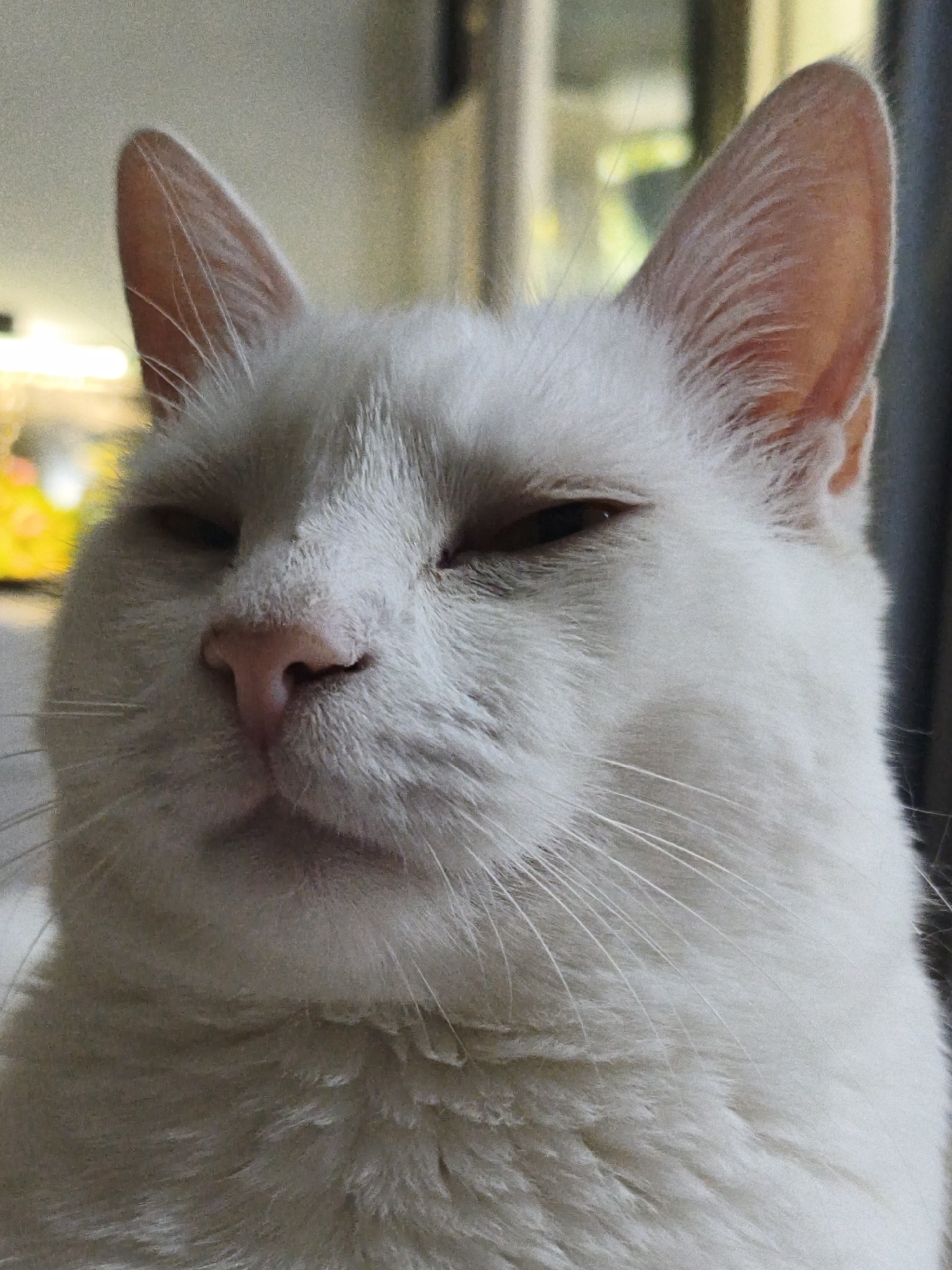 A close-up, head-on, indoor, eye-level shot captures a white cat's face. The cat's eyes are partially closed, giving it a relaxed or sleepy appearance. Its nose is pink and appears wet. The cat has prominent white whiskers. The background is softly blurred, suggesting an indoor setting with some lighting and indistinct objects, possibly furniture or windows. No specific location in Sevastopol, Ukraine, can be identified from the image.
