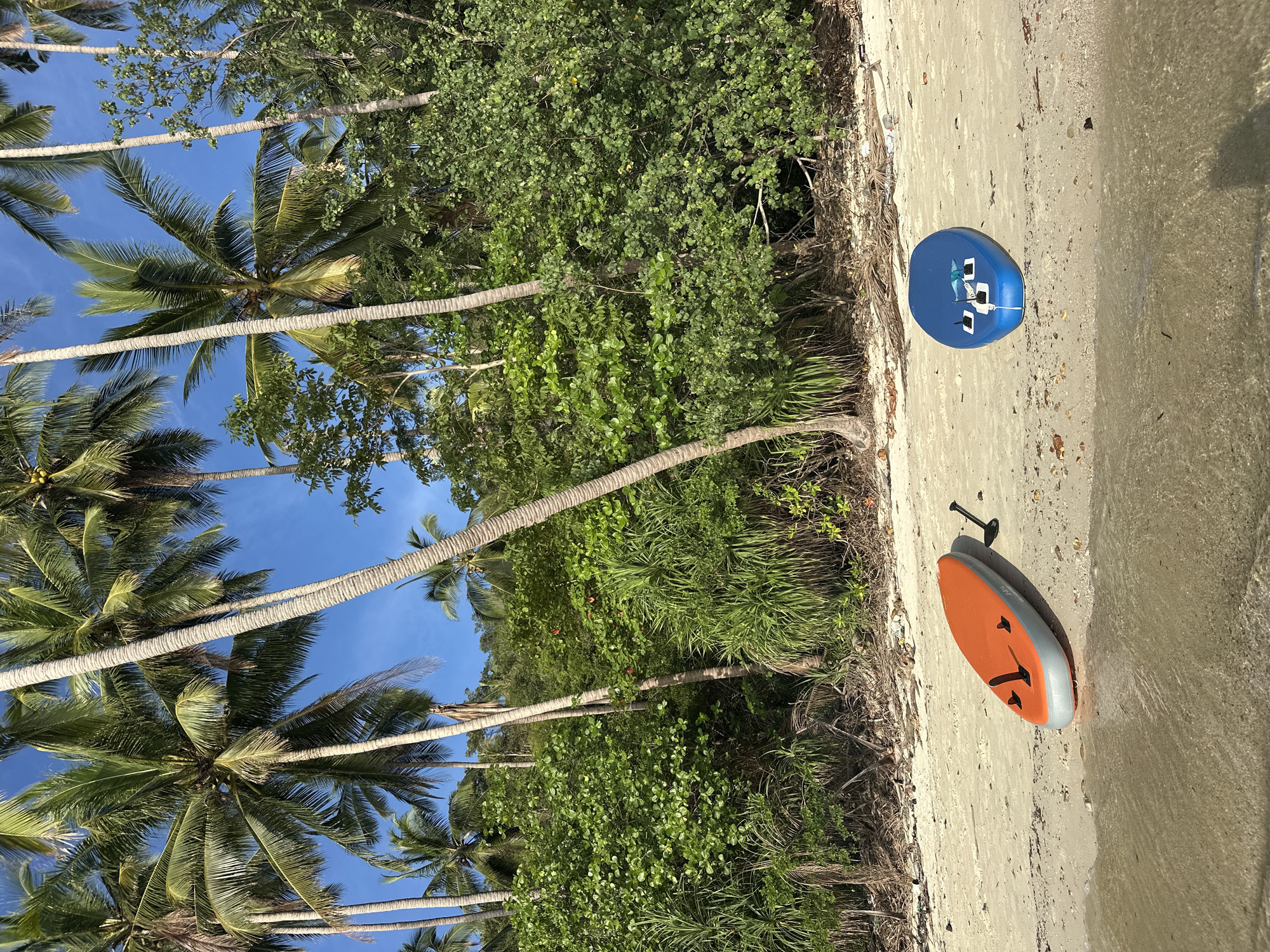 An aerial view of a tropical beach in Koh Samui, Thailand, showcases two stand-up paddleboards resting on the sand. One is bright orange with gray accents, featuring black fins and a black paddle lying beside it. The other is a vibrant blue, with white accents. Both boards are positioned near the shoreline, where gentle waves lap the sandy beach. The background is a lush wall of green foliage, dominated by tall palm trees with their fronds reaching towards a clear blue sky. The scene evokes a serene and idyllic beach setting, common to the picturesque landscapes of Koh Samui.
