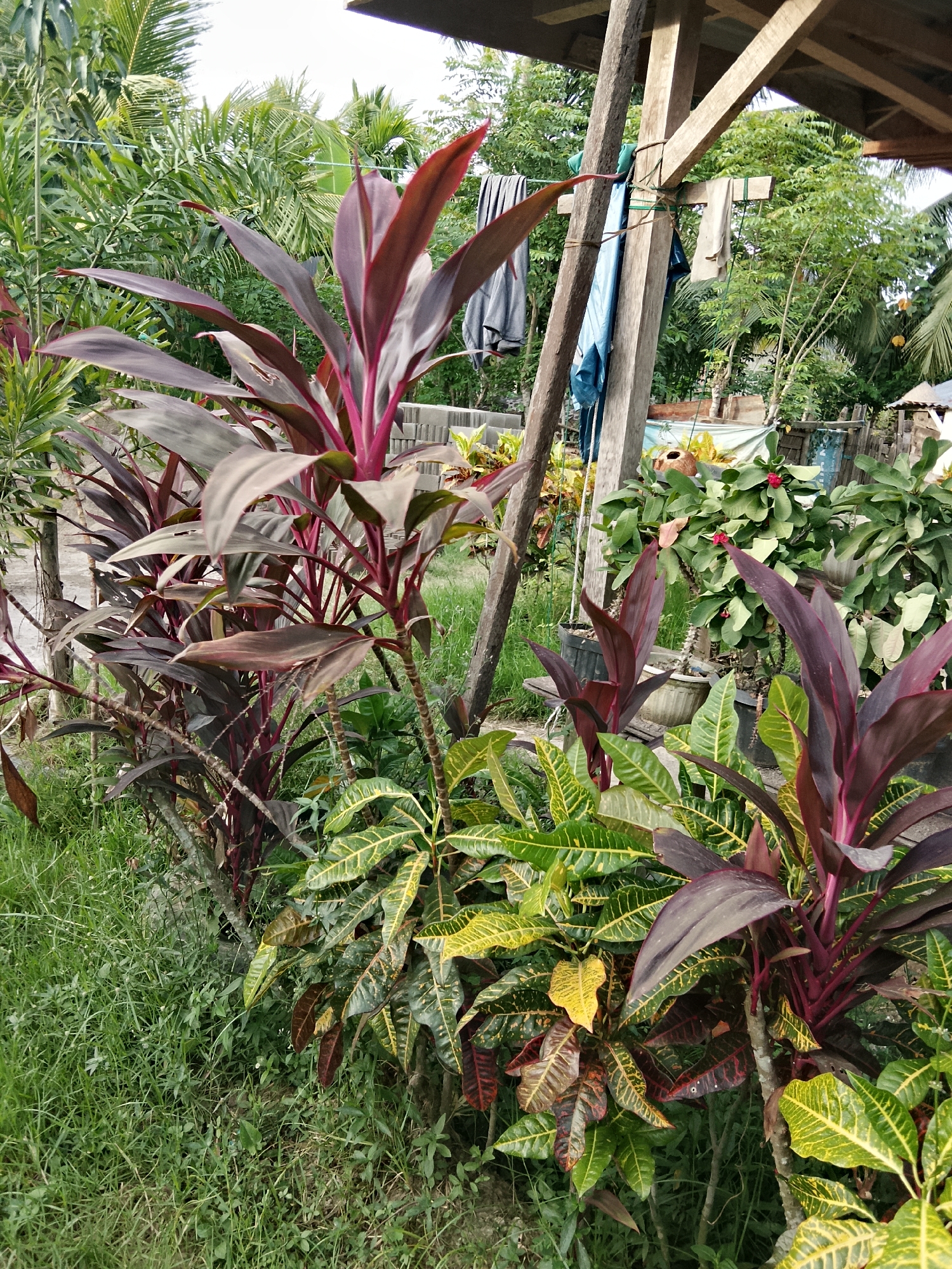 In Kruenglingka Barat, Indonesia, a close-up view of a garden displays a variety of plants. Prominently featured are several Cordyline plants with long, pointed leaves in shades of deep burgundy and green, some with yellow variegation. These plants are arranged along a rough, grassy border. In the background, lush green foliage from various trees and smaller plants creates a dense backdrop. A wooden structure, possibly part of a simple outdoor shelter, is visible on the right, with clothes hanging on a clothesline attached to its posts. The overall scene suggests a domestic outdoor space with a focus on plant cultivation.