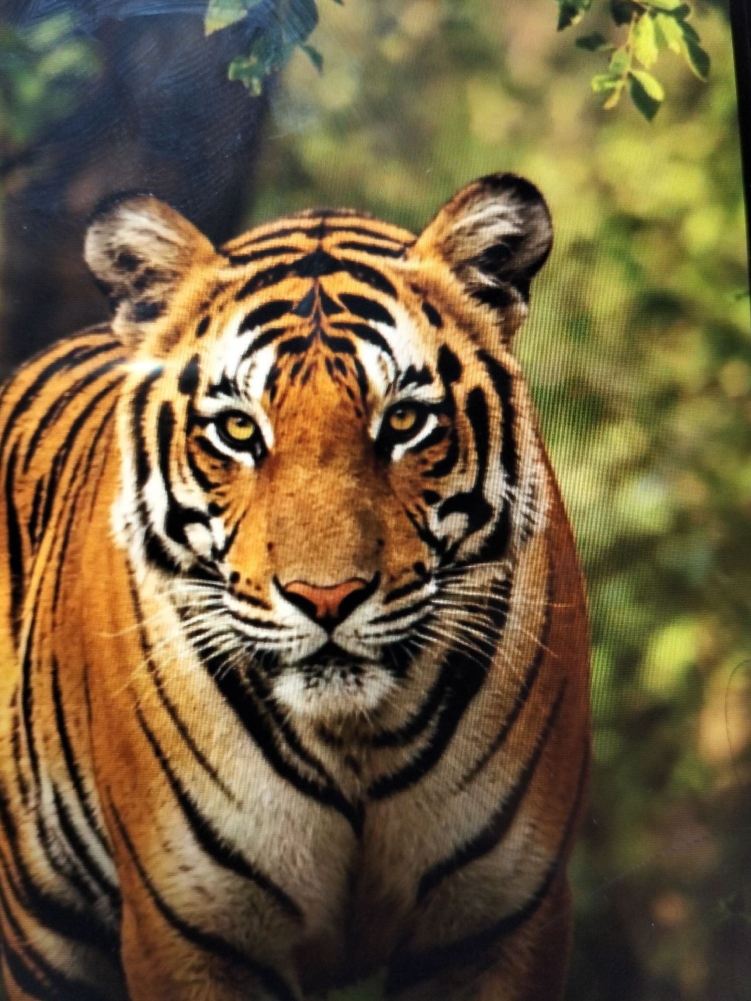 A close-up, head-on, full-frame portrait of a tiger is presented, with its face and upper body dominating the composition. The tiger's piercing yellow eyes are a focal point, looking directly at the viewer. Its distinctive black stripes are sharply contrasted against its orange and white fur. The background is a soft blur of green foliage, suggesting a natural, possibly jungle-like environment. There are no people, objects, or specific locations within the city of Payagaboh, Indonesia, depicted in this image. The image captures the intensity and majestic appearance of the tiger.