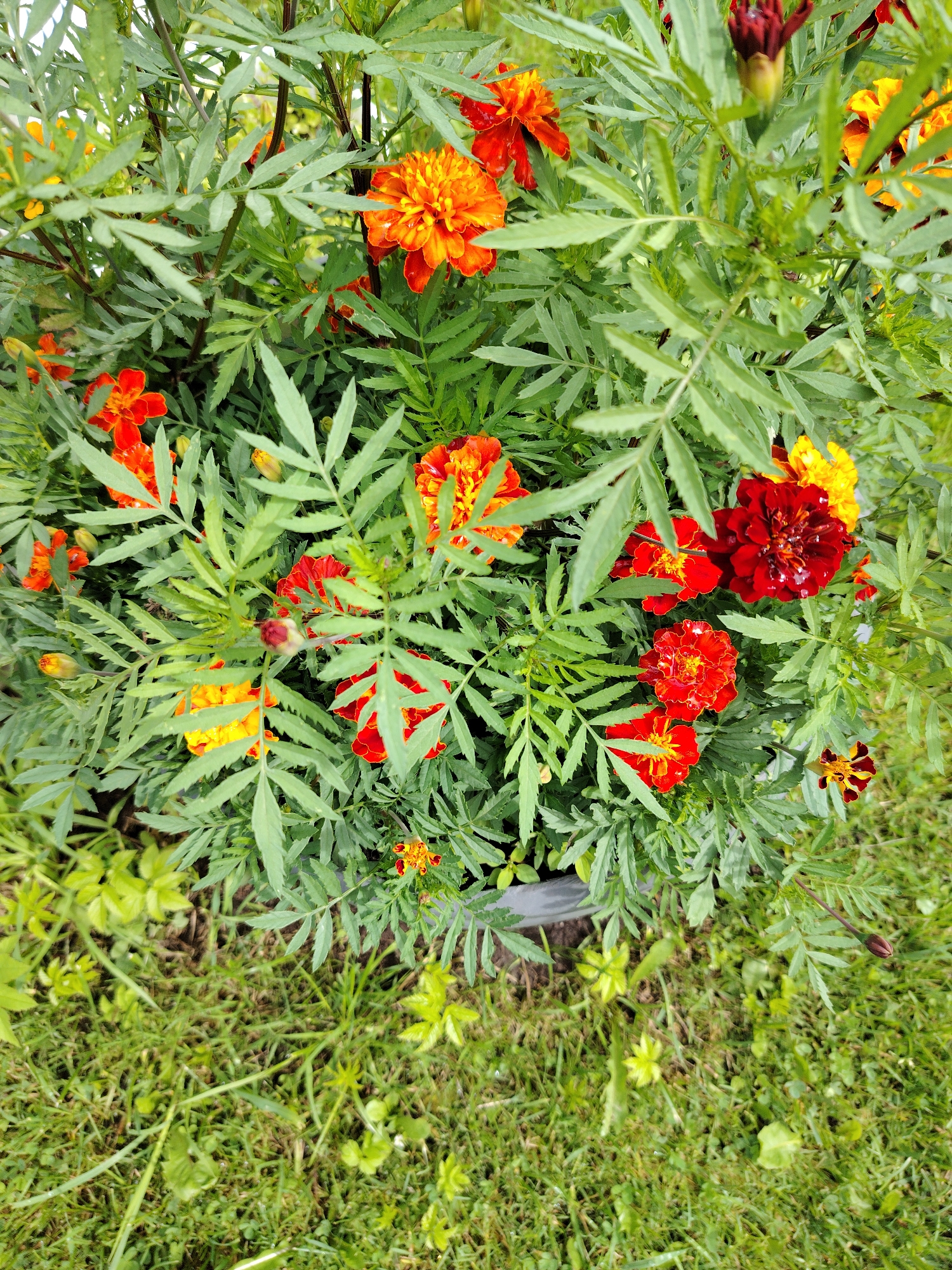 This is a close-up, top-down view of a marigold plant in a garden. The plant is densely packed with feathery green leaves and features numerous marigold blooms in shades of orange, red, and yellow. Some flowers are fully open, while others are in bud form. The marigolds appear to be slightly wet, possibly from rain or watering. The plant is situated in a gray planter, which is partially visible at the bottom. The ground surrounding the planter is covered with green grass and some smaller weeds. The scene is likely outdoors, in a residential or public garden setting. There are no people or animals visible in the image. The image does not provide information to determine the specific location in the city of Vladimirovka, Russia.