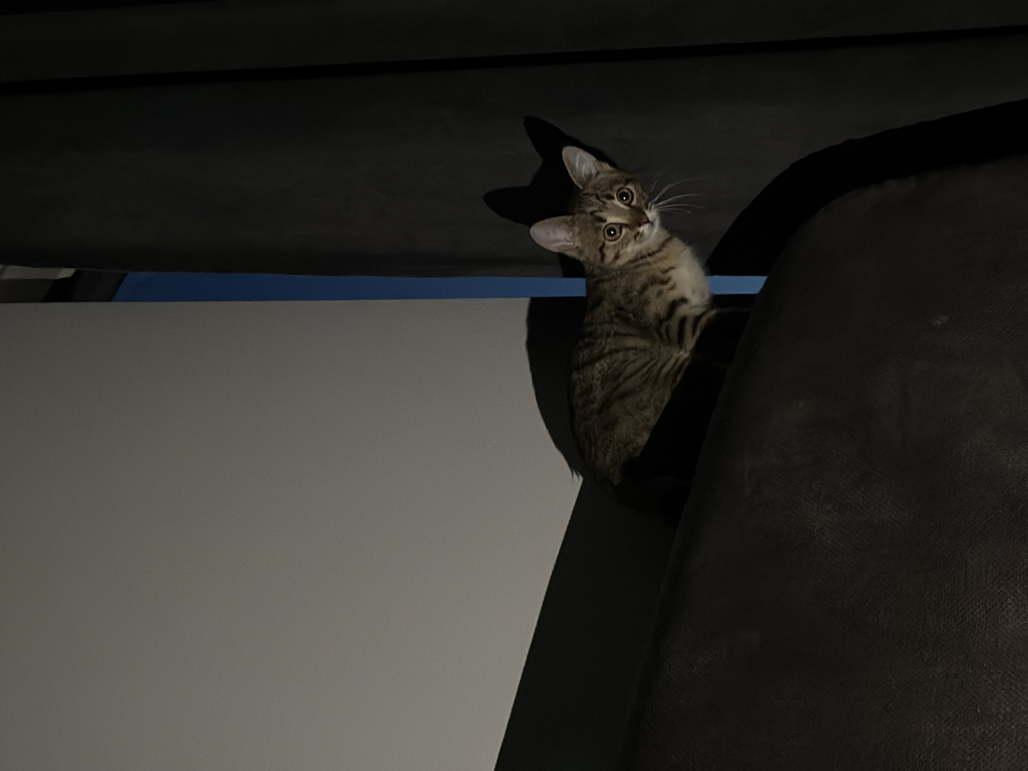 A striped tabby cat is perched on the top of a dark leather sofa. The cat is facing the camera with wide, attentive eyes. Behind the cat, a shadow of its head and ears is cast against a dark background, which appears to be a curtain or wall. To the left of the cat, there is a vertical blue and gray surface. The lighting is dim, creating a shadowy atmosphere. The scene is indoors, and the location is unknown.