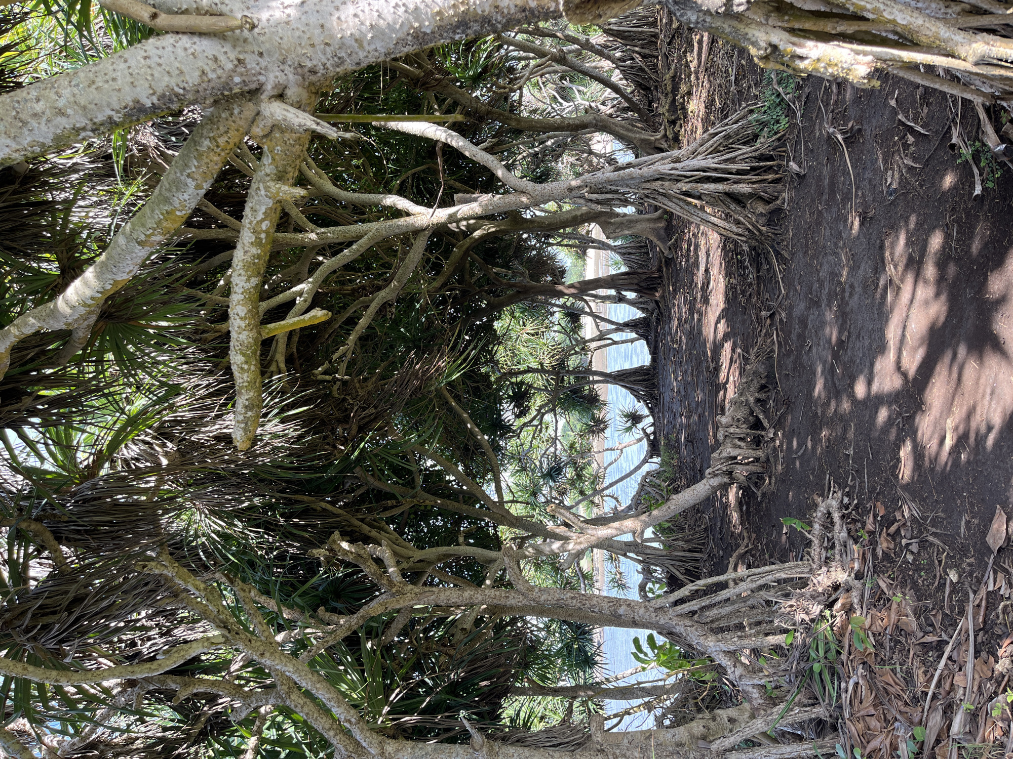 This image captures a vibrant natural scene, likely along a coastal or riverside path in Kuta Selatan, Indonesia. The primary subjects are numerous trees, identifiable as Pandanus (screwpine) trees, which dominate the foreground and midground. These trees are characterized by their distinctive, intricate networks of prop roots that extend from the main trunks and branches, anchoring them to the soil and creating a complex, almost tunnel-like structure overhead.
The trees have light-colored, somewhat gnarled branches and trunks, with visible texture on the bark, possibly from lichen or weathering. Their dense foliage consists of long, spiky, dark green leaves that form a thick canopy, allowing glimpses of the bright blue-green water beyond. Through the gaps in the foliage and branches, a body of water, likely the ocean or a bay, is visible, reflecting the bright sky.
The ground beneath the trees is a dark, earthy path, strewn with fallen leaves, dried debris, and occasional small green plants. The presence of strong, elongated shadows on the path indicates bright, direct sunlight, suggesting it is daytime, possibly mid-morning or afternoon, under clear weather conditions. No people, animals, or specific activities are depicted. There is no visible text in the image. The scene evokes a sense of a lush, untamed, and secluded tropical environment.
