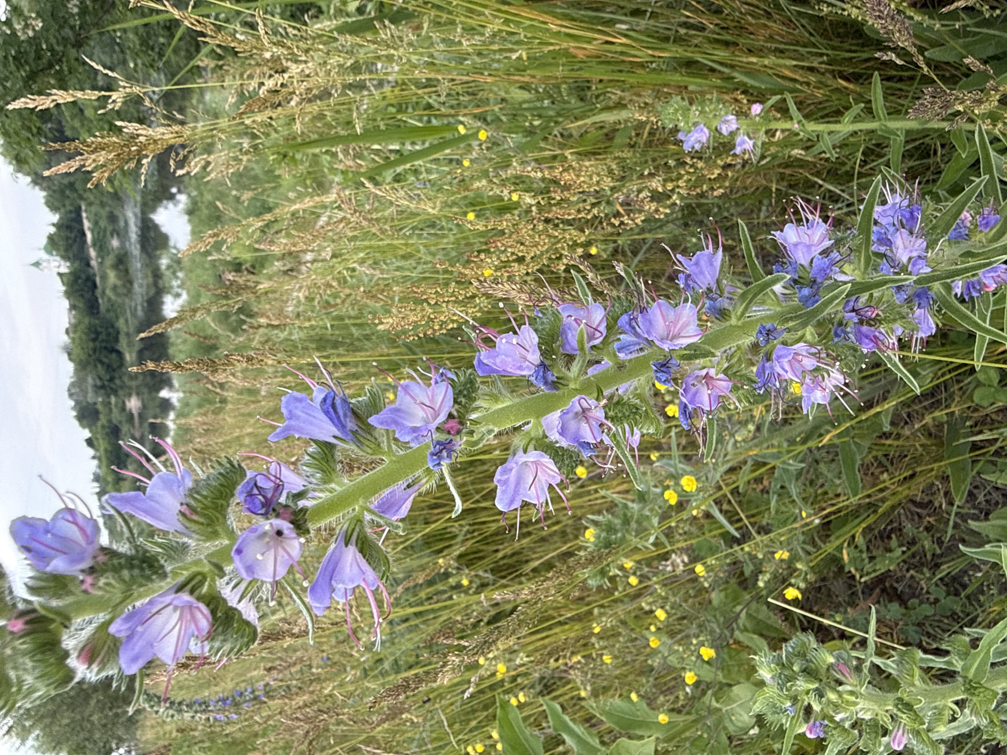 This image depicts a natural outdoor scene featuring a prominent flowering plant in the foreground, with a body of water and a distant building in the background. The primary subject is a tall, slender plant with numerous light purple to lavender, funnel-shaped flowers arranged spirally along its stem. Each flower exhibits prominent pinkish-purple stamens extending outwards. The stem and floral parts appear to have fine hairs. Surrounding the main plant are various types of grasses, some green and others with dried, light brown seed heads, along with scattered small yellow wildflowers, likely buttercups. In the mid-ground, a calm body of water reflects the overcast sky and greenery. Beyond the water, a distant green hill covered with trees is visible. Perched atop this hill, partially obscured by foliage, is a light-colored building with a distinctive green dome and a cross, indicative of a church structure. The sky is uniformly overcast, providing diffuse light. There are no people or discernible actions. The scene is set in the city of Unknown, Unknown.