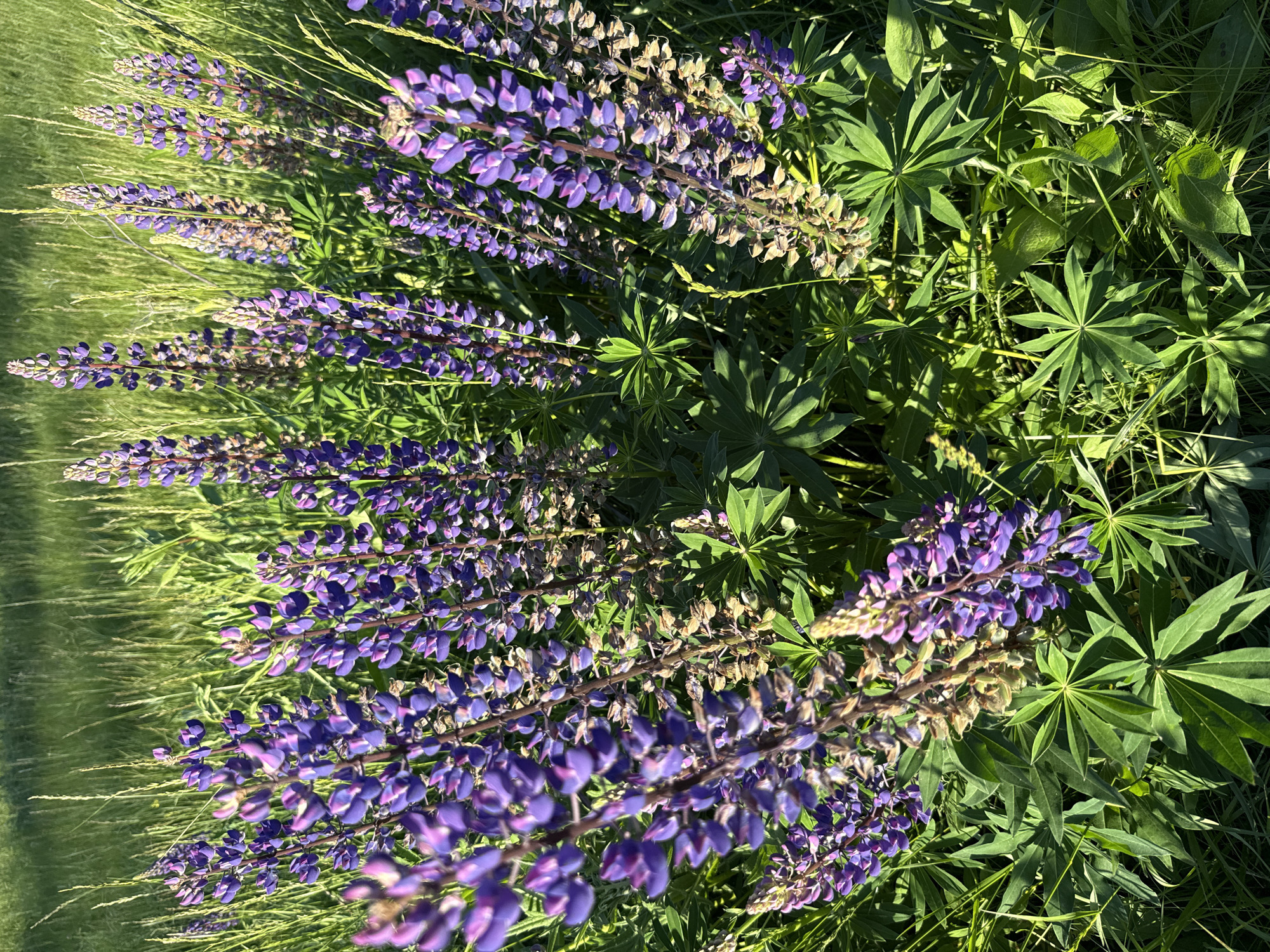 The image presents a close-up view of a dense patch of blooming lupine plants (Lupinus polyphyllus) within a field of tall grasses. Multiple vertical flower spikes, primarily in shades of purple and pinkish-purple, are prominently featured, with numerous individual florets clustered along each raceme. Some lower sections of the flower spikes exhibit browning, consistent with an advanced stage of bloom or senescence. The characteristic palmate leaves of the lupine plants, composed of multiple leaflets radiating from a central point, are distinctly visible, displaying vibrant green coloration. The scene is illuminated by strong sunlight, creating bright highlights on the foliage and casting defined shadows. The background consists of out-of-focus green and yellowish-green grasses. No human figures, animals, or artificial structures are present in the frame. This natural outdoor scene is located in the city of Заволжье, Russia.