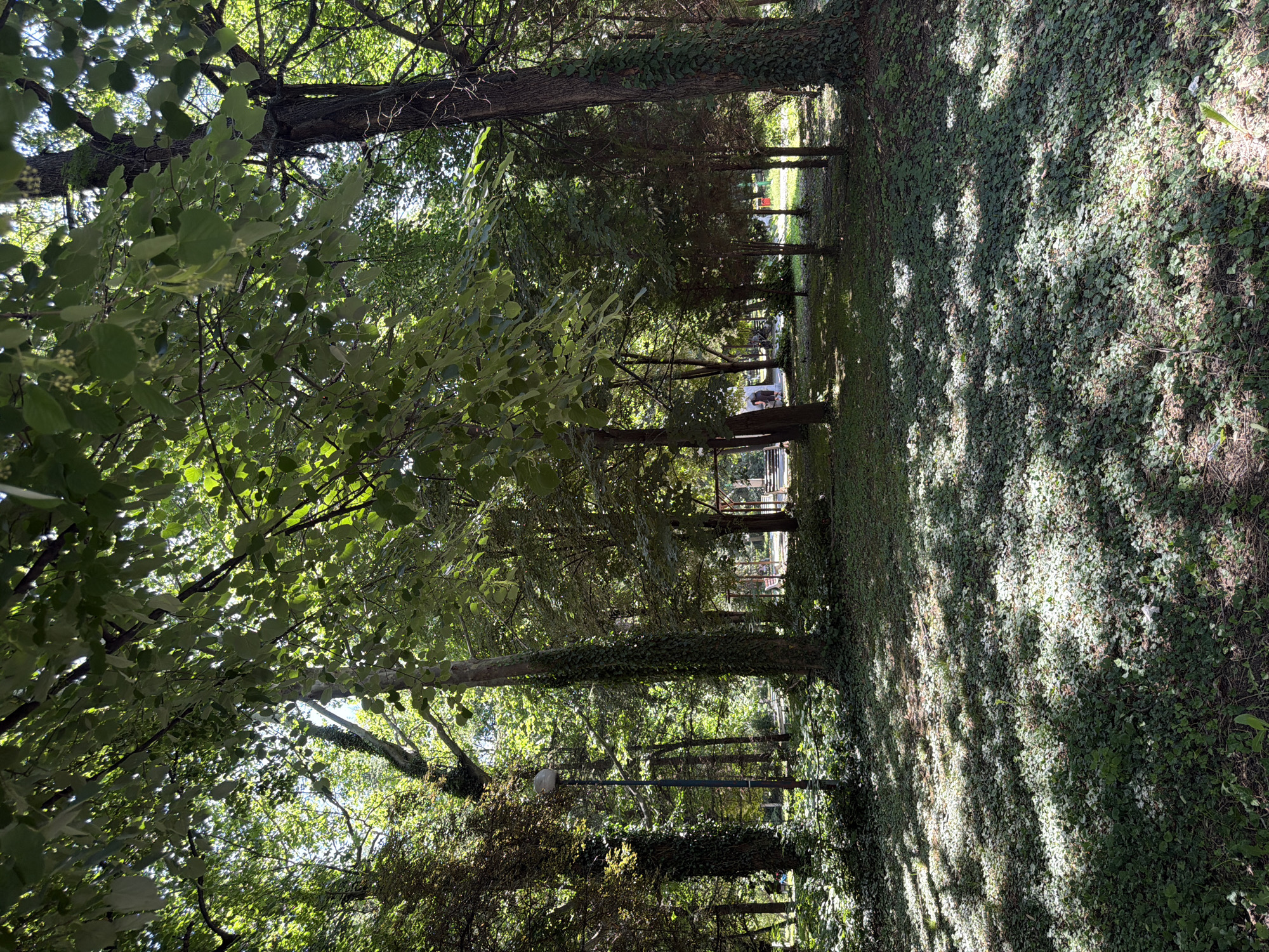 The image shows a sun-dappled park with mature trees and ivy-covered trunks. The ground is carpeted with low-lying green foliage, creating a mosaic of light and shadow. In the background, a lamppost stands to the left, and further back, a glimpse of what appears to be a playground or seating area can be seen with a few figures present. The scene evokes a sense of peaceful shade and natural beauty within an urban setting. This park is identified as the City Garden in Pazardzhik, Bulgaria.