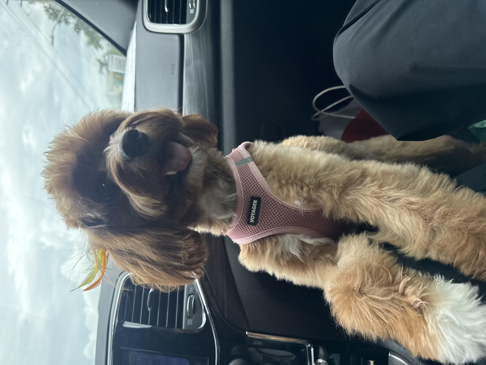 A medium shot captures a fluffy, light brown dog with a pink mesh harness featuring the word "VOYAGER" in white text. The dog is sitting in the passenger seat of a car, its front paws resting on its chest, and its mouth slightly open with its tongue visible. Two small, colorful feathers are stuck in the fur on the dog's head, one orange and one yellow. The car's interior is visible, including a black dashboard with silver accents, air vents, and part of the center console. Outside the car, through the windshield, a cloudy sky and some foliage can be seen, suggesting an outdoor location. The image appears to have been taken in Deerfield Beach, United States of America.